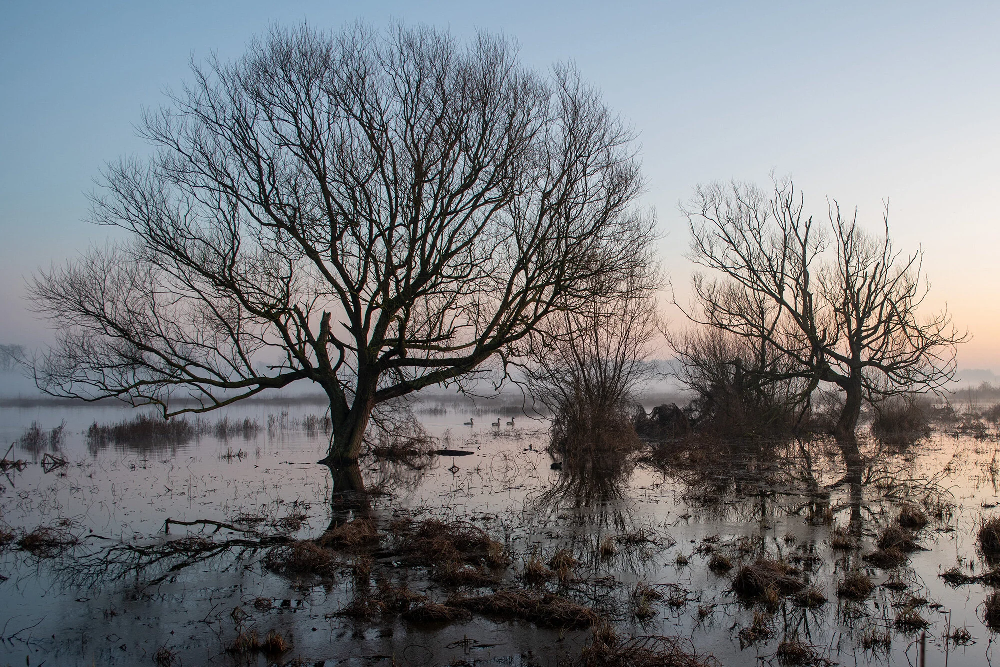 Flooded fields at dawn