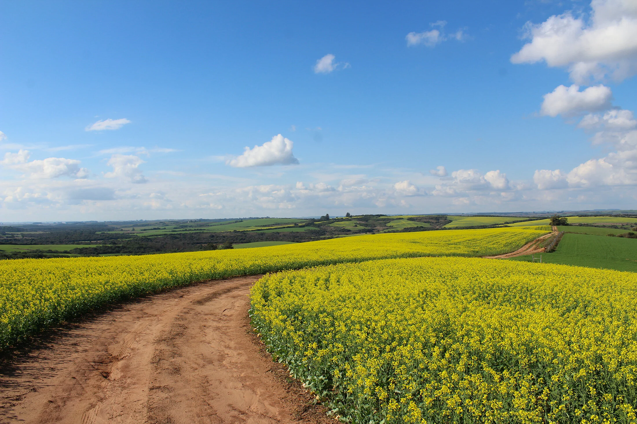 Growing rapeseed