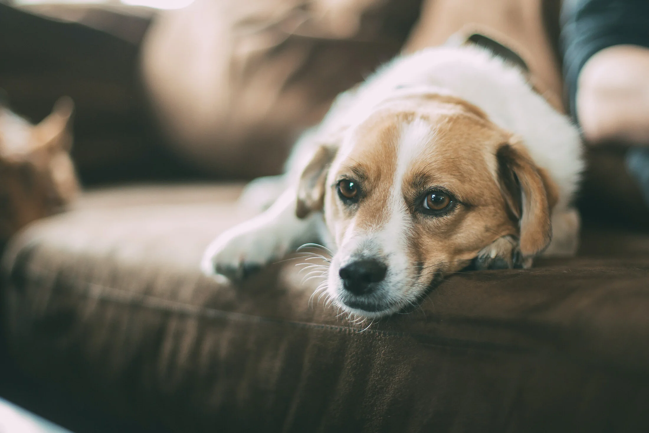 Dog on new sofa funded by a grant