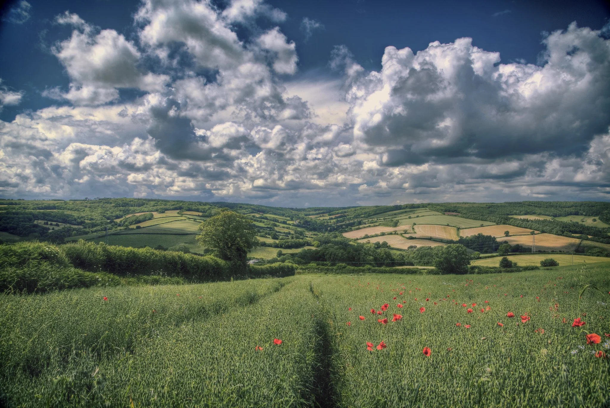 Landscape in summer.jpg