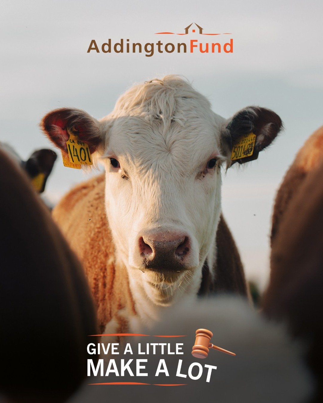 🌱 Give a Little, Make a Lot is BACK! 🌱

Our farming community is under pressure like never before &mdash; and sometimes, a little help can make a big difference. 💚

We&rsquo;re asking farmers to pledge:
🐑 30p/head of sheep or pigs
🐄 &pound;1/hea