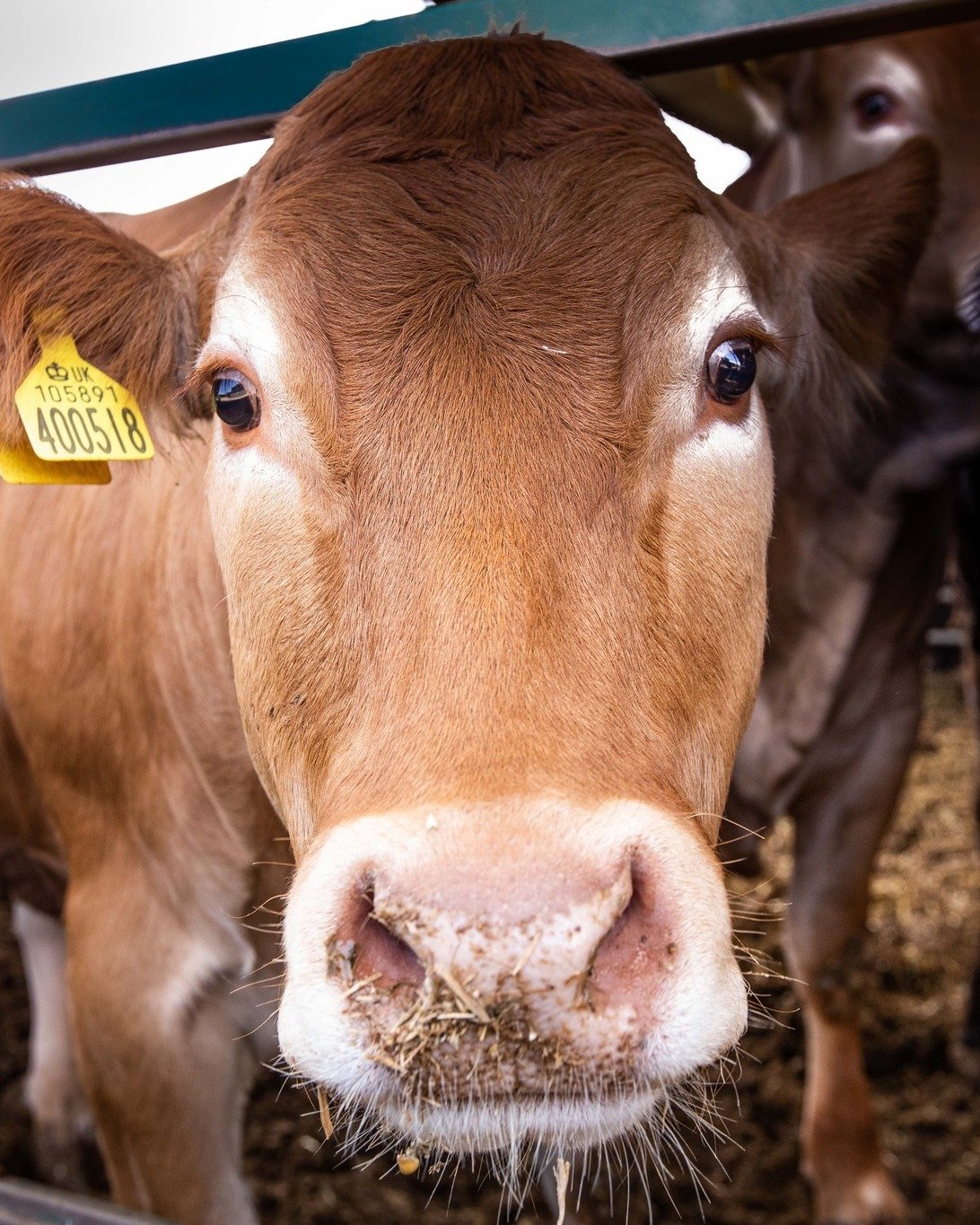 🐄 1 week to go until @dairytechuk 🐄

Come along from 8am on Feb 4th and chat to one of the team about all the ways you can support Addington Fund in our 25th year of supporting British Farmers in times of need.

You will find us at stand P28 in Hal