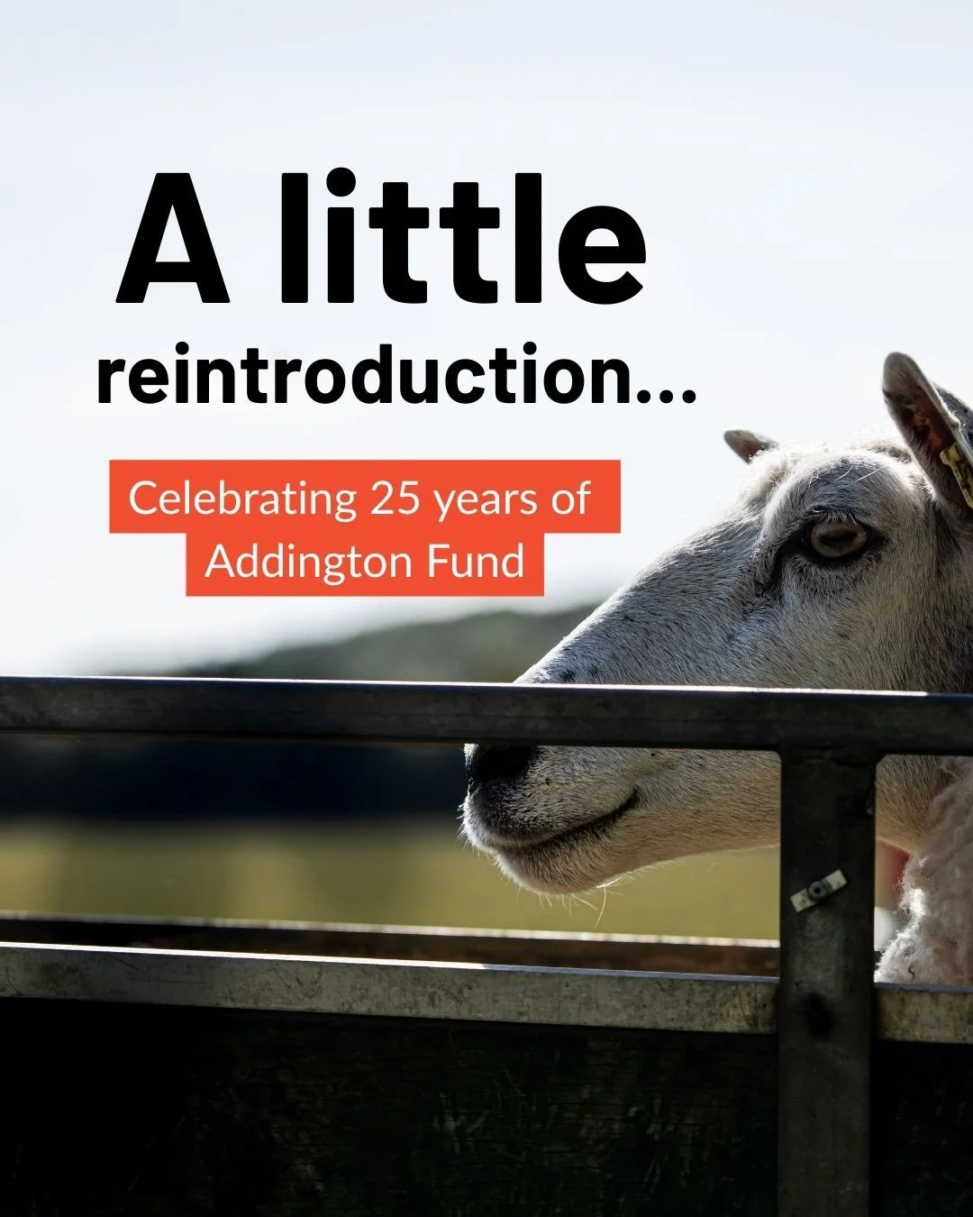 Hi we are Addington Fund, a charity helping farming families in times of need 👋

Our story began in the worst of times, following the outbreak of Foot and Mouth disease in 2001.

This year we mark 25 years of compassionate support

Click the link in