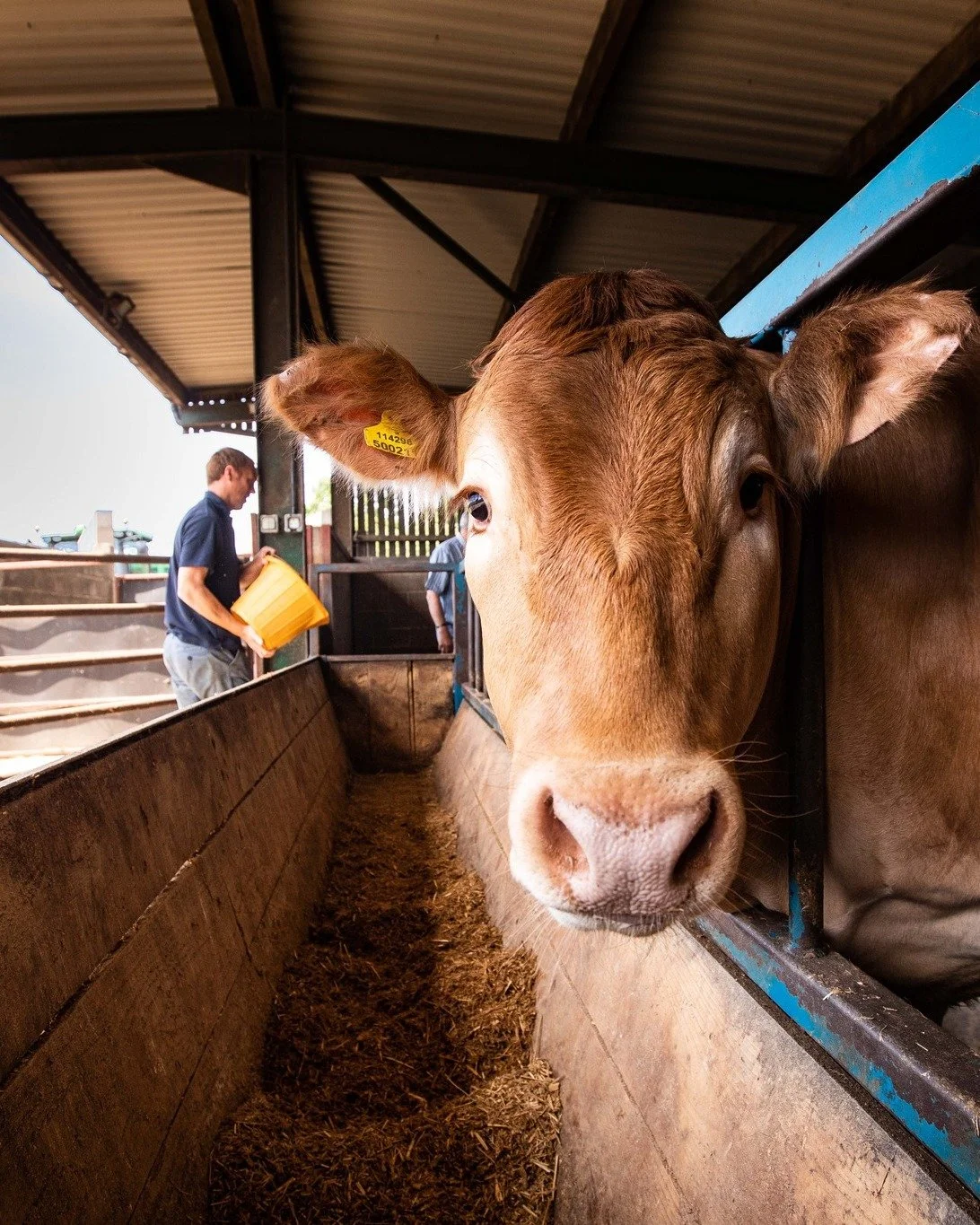 🐷🐮Have you heard about about out 'Give a Little Make a Lot' scheme? 🐷🐮

For every time you sell your livestock at market you can pledge to donate to Addington Fund: 

🐖🐑 30p per head of sheep and pigs 

🐄🐂 &pound;1 per head of cattle 

This m
