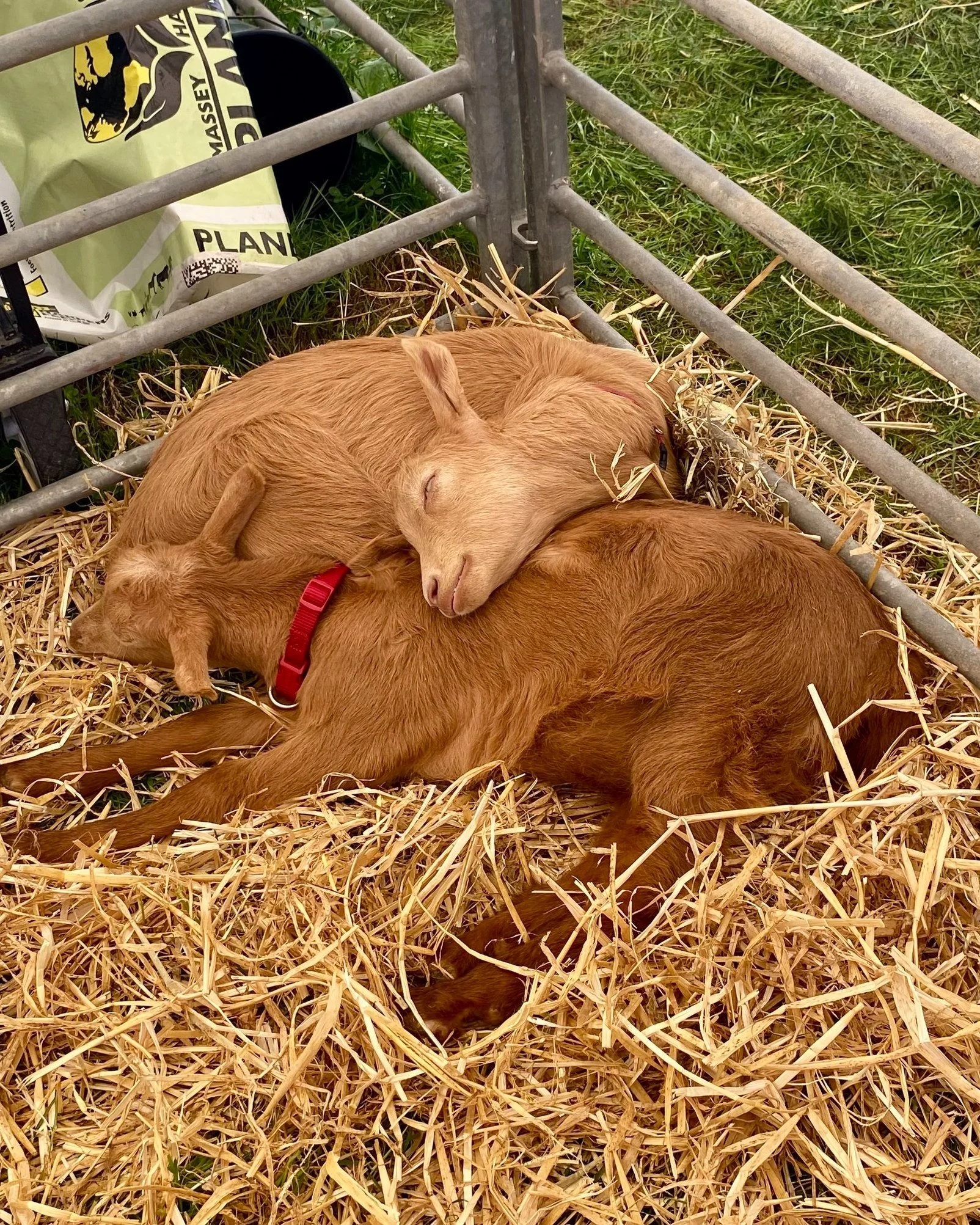 2 more sleeps until the Devon County Show 🚜

We are so excited to be at the Devon County Show this week. 

The Addington Fund team will be in both the CLA tent and the Farmers Hub, off of road 3 - so make sure you drop in and say 'hi 👋'!

📅21-23 M