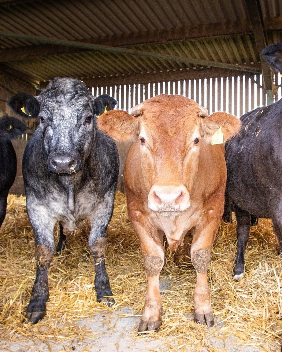 🐷🐮Have you heard about about our 'Give a Little, Make a Lot' scheme? 🐷🐮

For every time you sell your livestock at market you can pledge to donate to Addington Fund: 

🐖🐑 30p per head of sheep and pigs 
🐄🐂 &pound;1 per head of cattle 

This m
