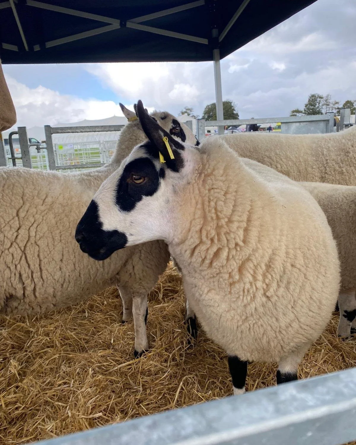 Jo and Tina will be at @westmorlandcountyshow on September 9th and 10th to talk about our work supporting farmers in Cumbria and our new starter farm, Whins. 

Make sure you come and say hi and if you have time on Wednesday morning join them for a br