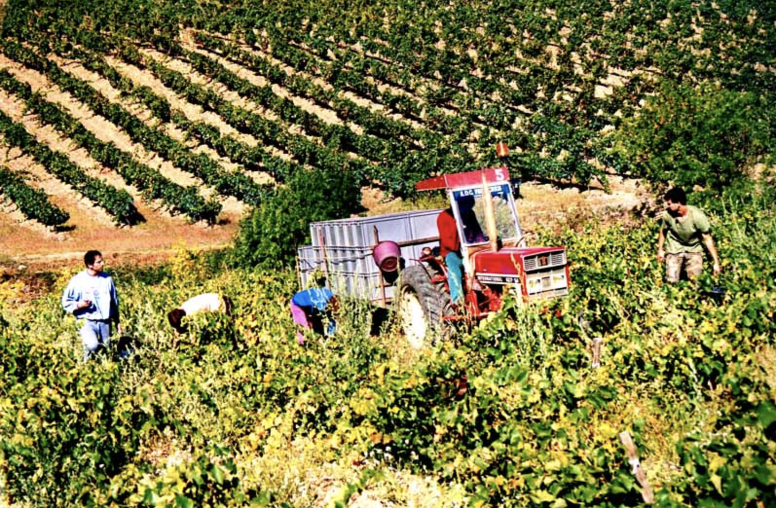 VENDANGES
