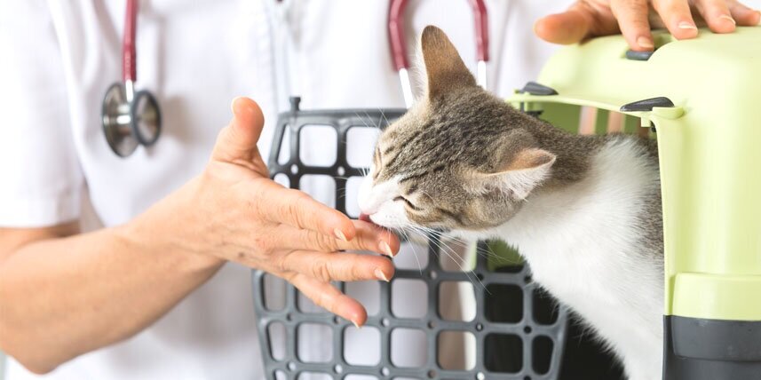 Vermont Spay/Neuter Clinics — Affectionately Cats