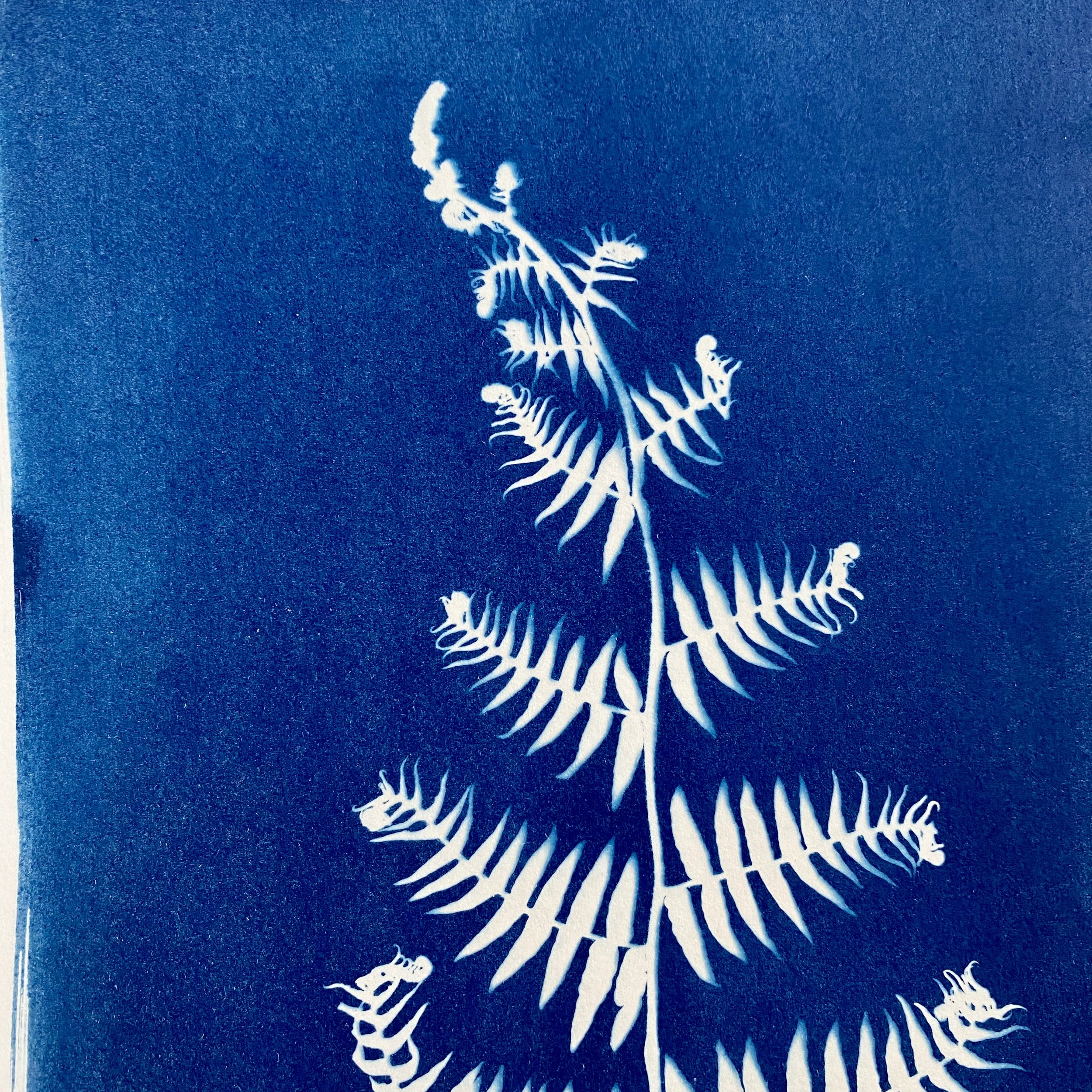 Fern-rhedyn-11x14-Cyanotype-£60-3 (1).jpeg