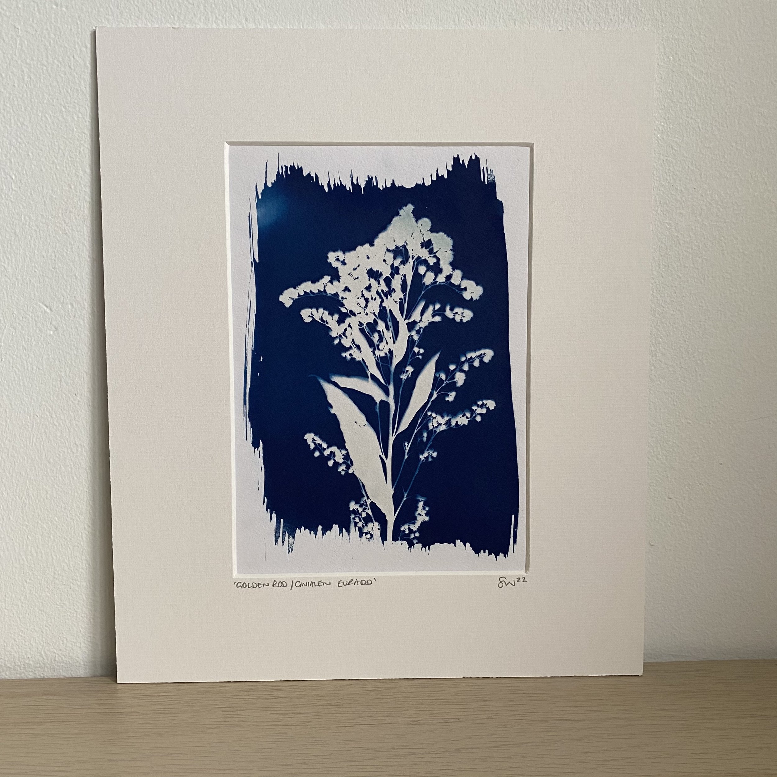 Golden rod-Gwialen euraidd-10x12-cyanotype-£50-3.jpeg