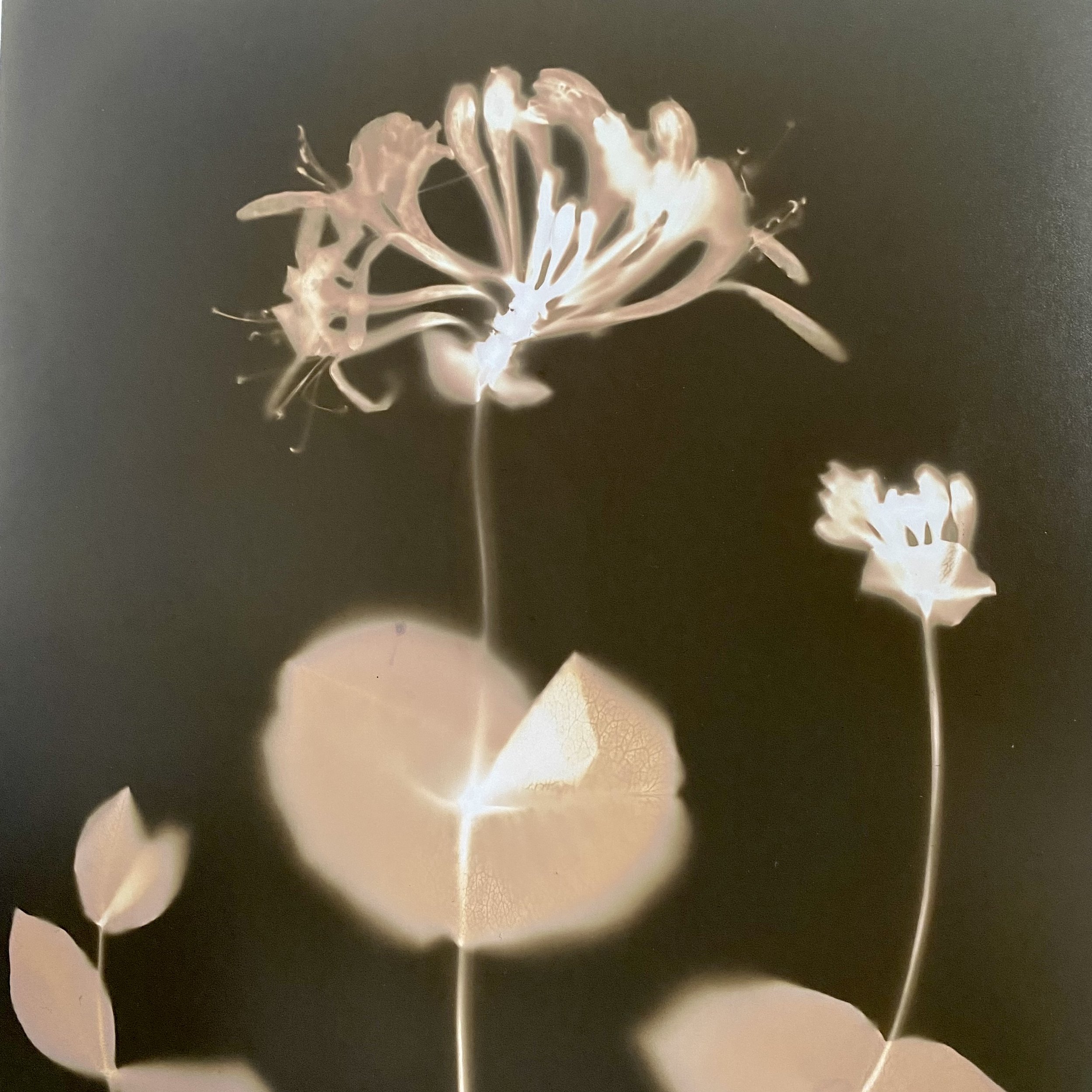 Honeysuckle-Gwyddfid-Lumen-11x14-£70-2.jpeg