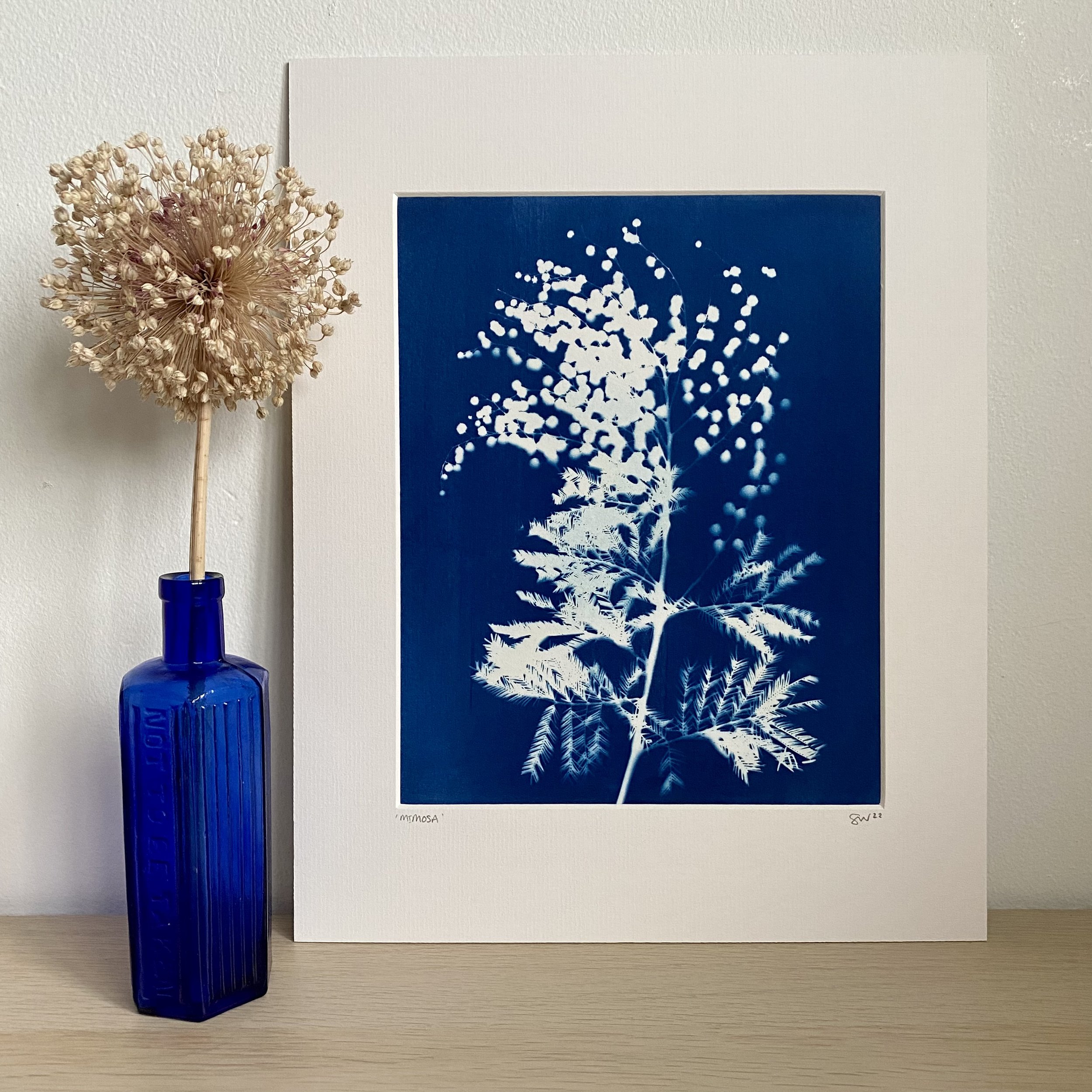 Mimosa-11x14-Cyanotype-£60-1.jpeg