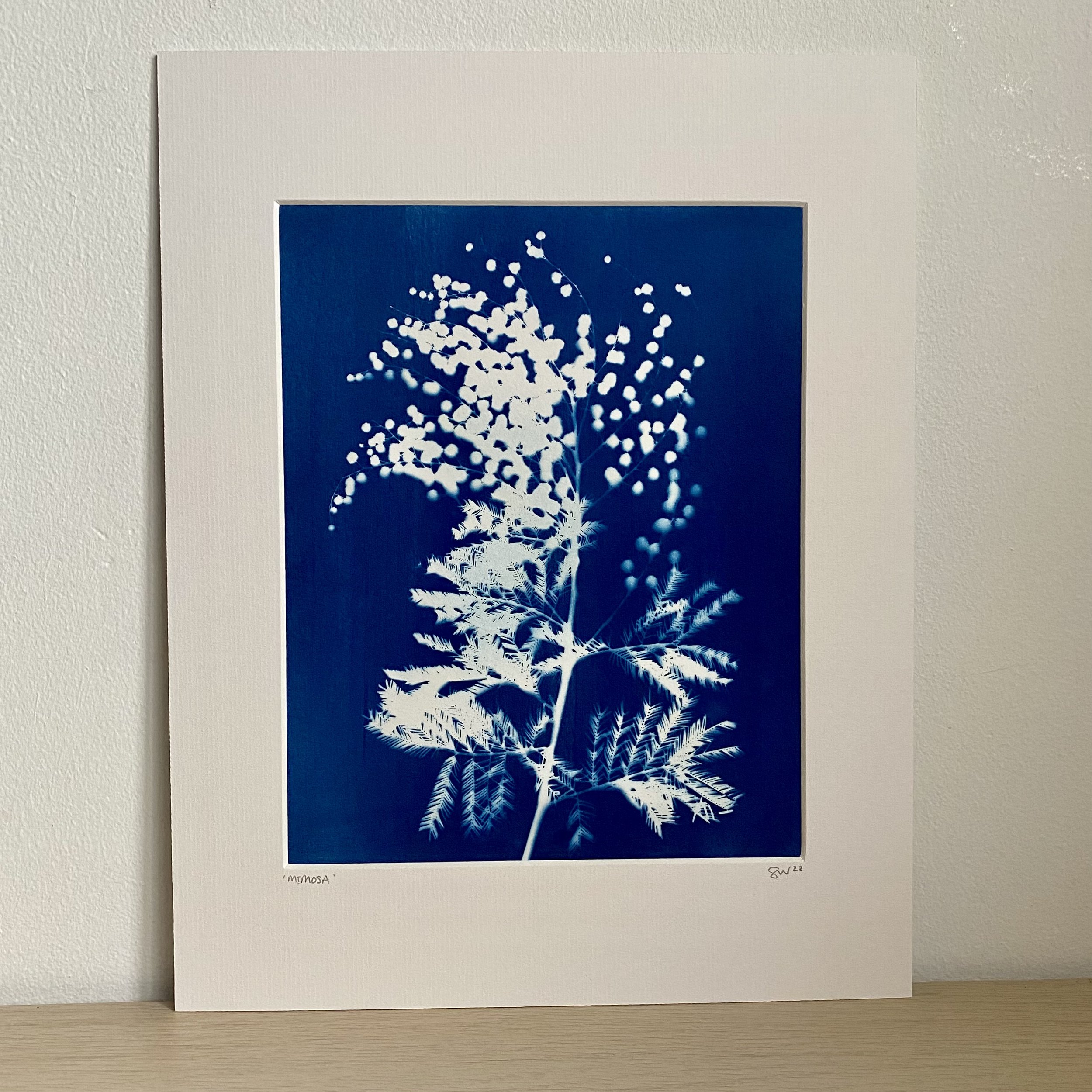 Mimosa-11x14-Cyanotype-£60-3.jpeg