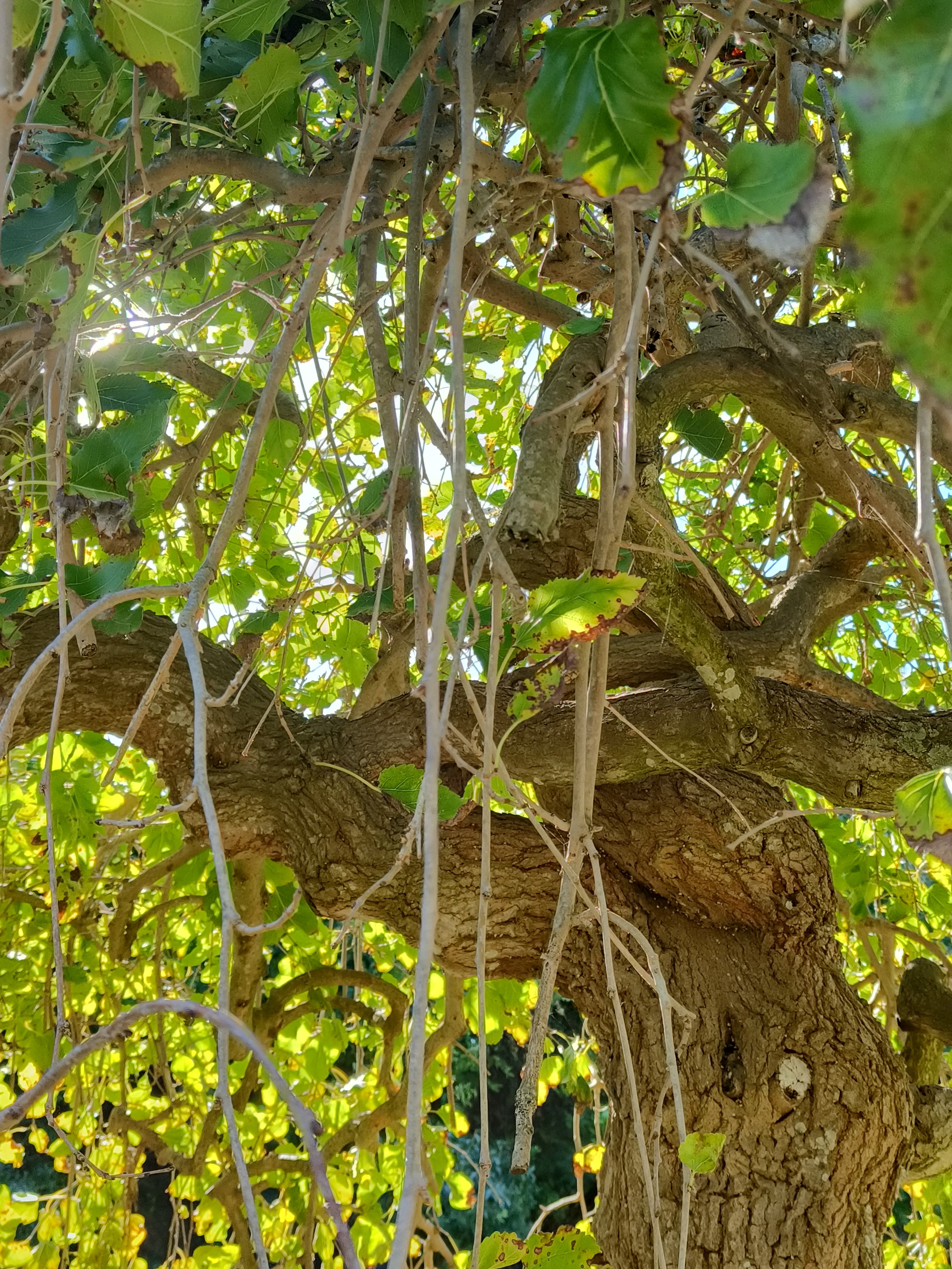 tree inspiration.jpg