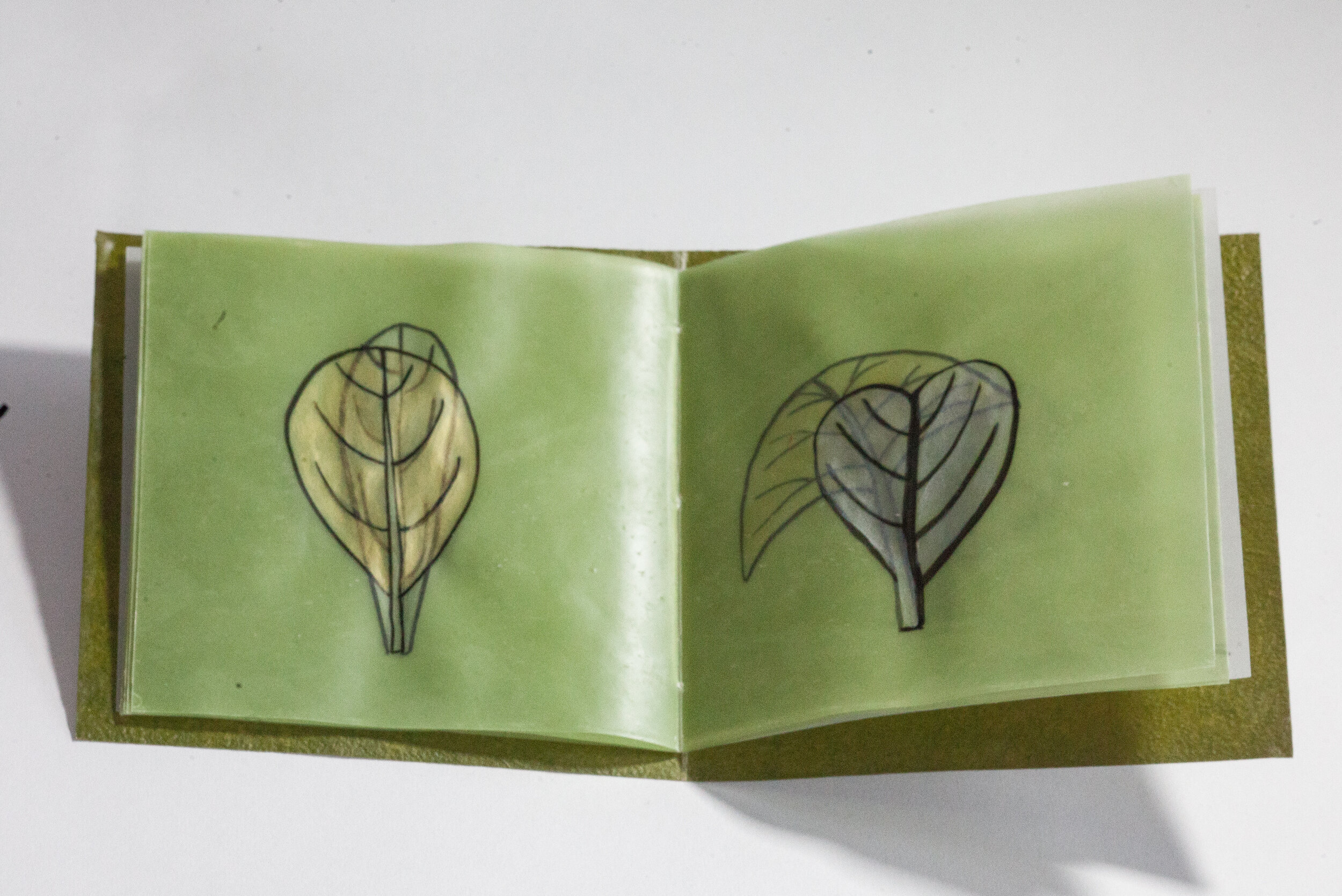Botany Lessons