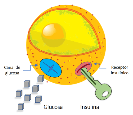Resistencia a la insulina.png