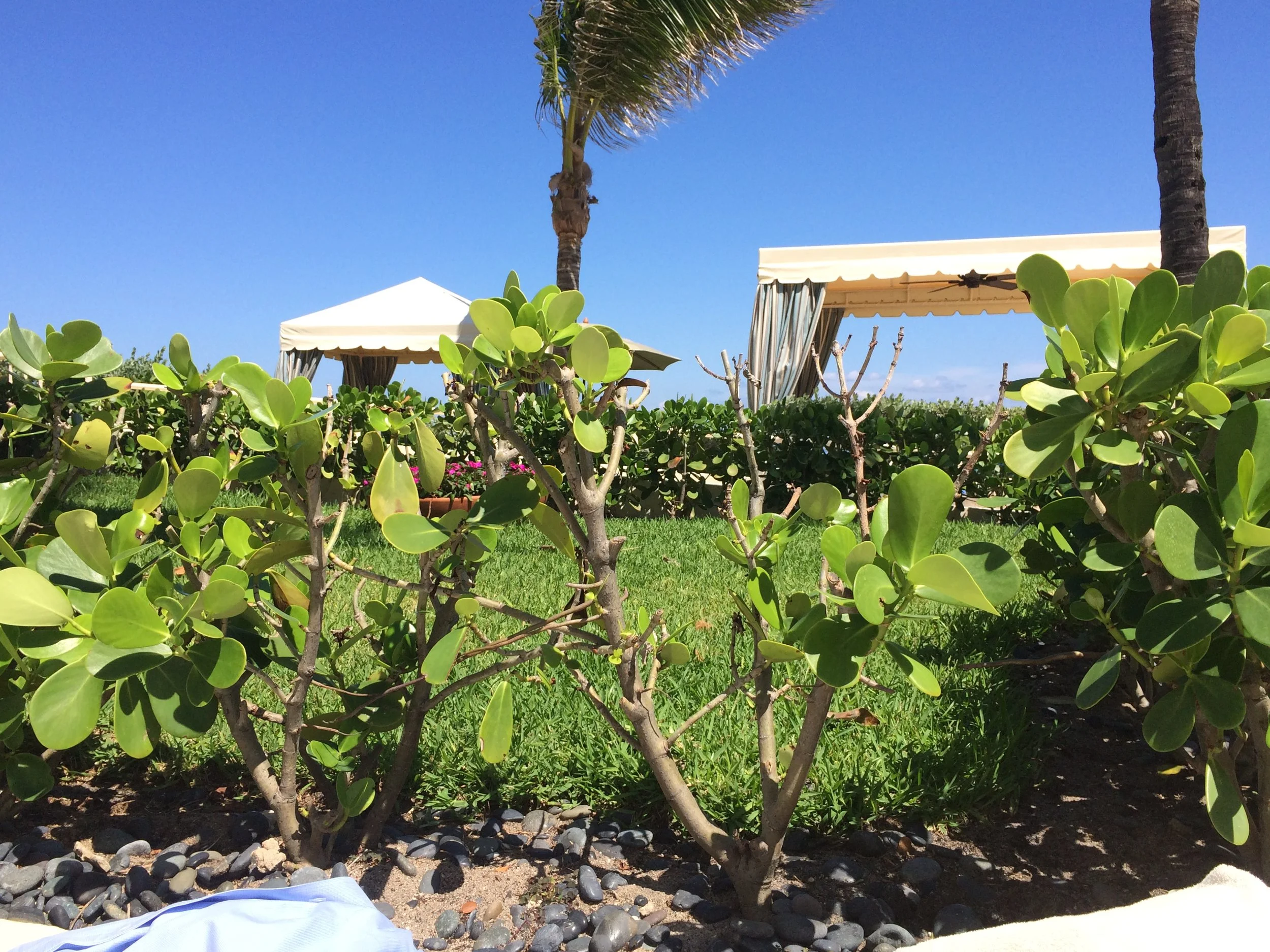 The pool area at the Four Seasons in Palm Beach