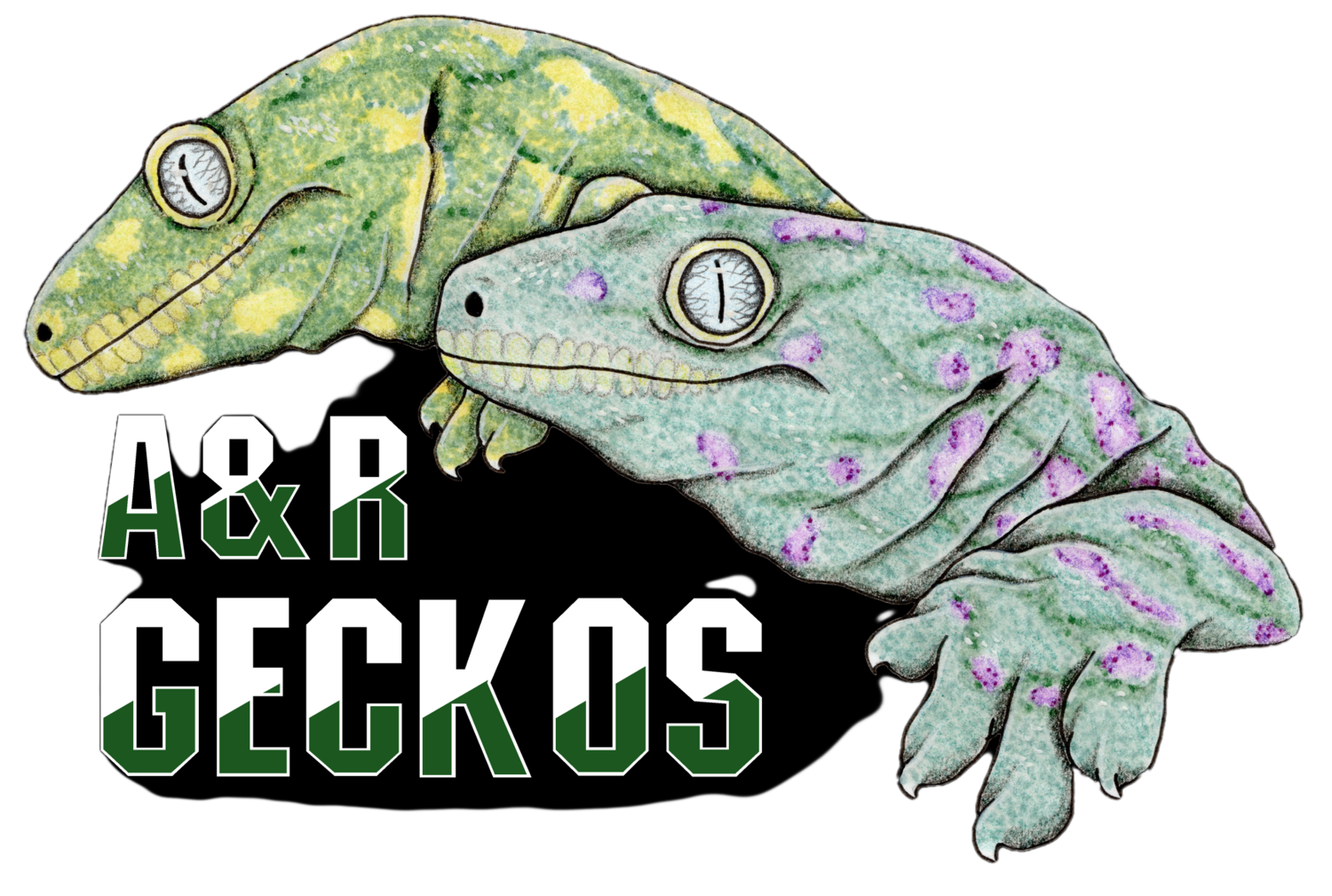 A &amp; R Geckos