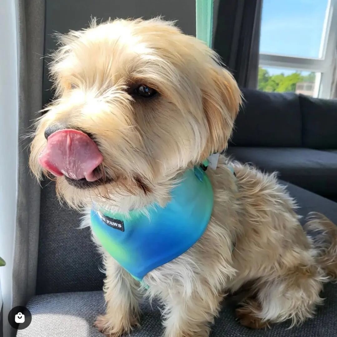 👅 Happy TOT 👅
Hope the sunshine has made everyone feel a little more optimistic about spring time being on its way and looking forward to wearing those brightly coloured summer clothes!
Heres Teddy in his Blue Hawaii harness, size M 💙
&bull;
&bull