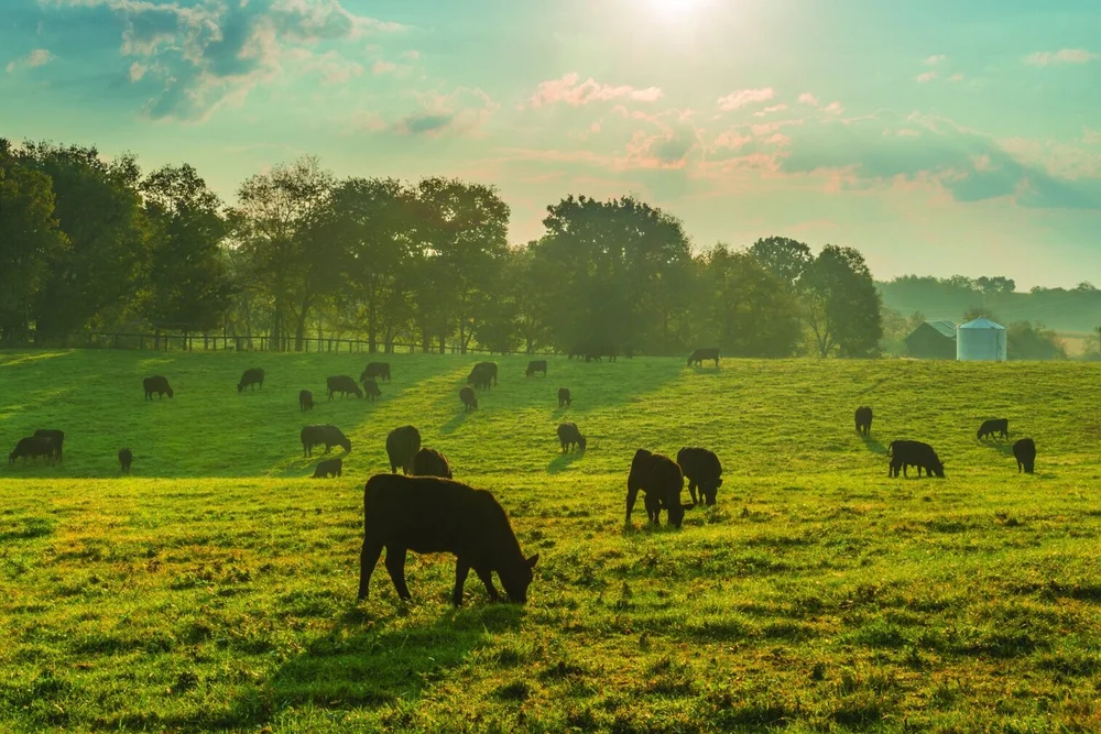 About Us — Hale Ranch Beef