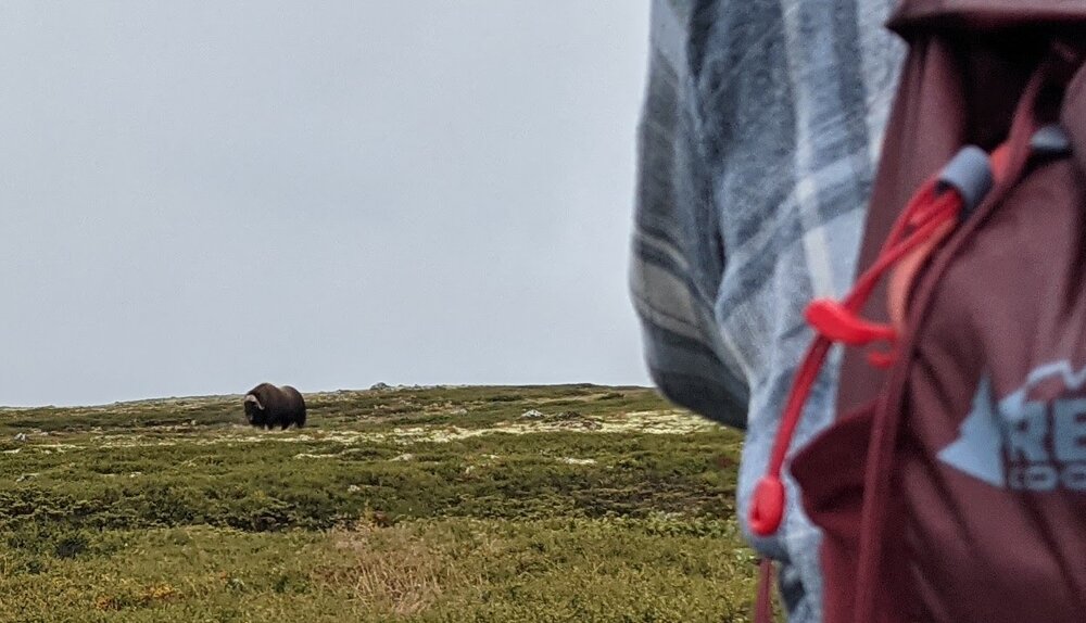 Watching the wild life - male musk ox in Dovrefjell Watching the wild life - male musk ox in Dovrefjell