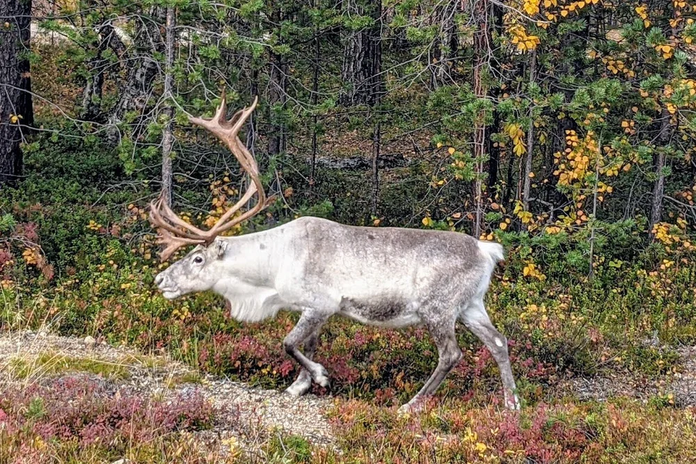 Reindeer just minding it’s own business.