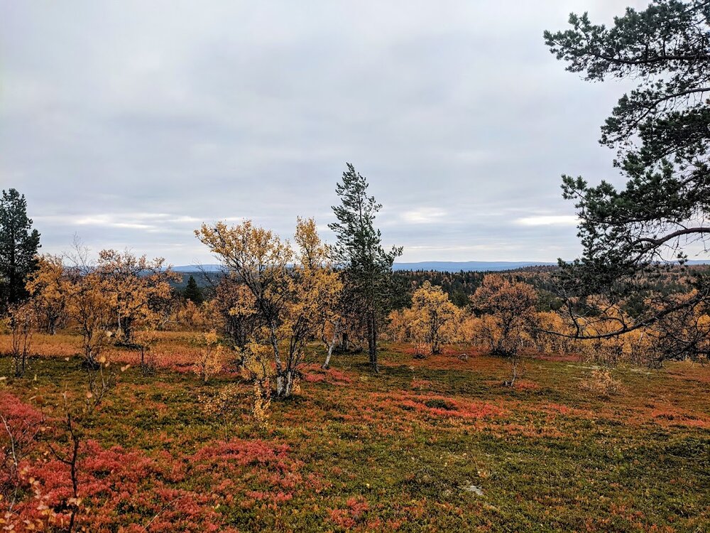 Lemmenjoki National Park, fall colors
