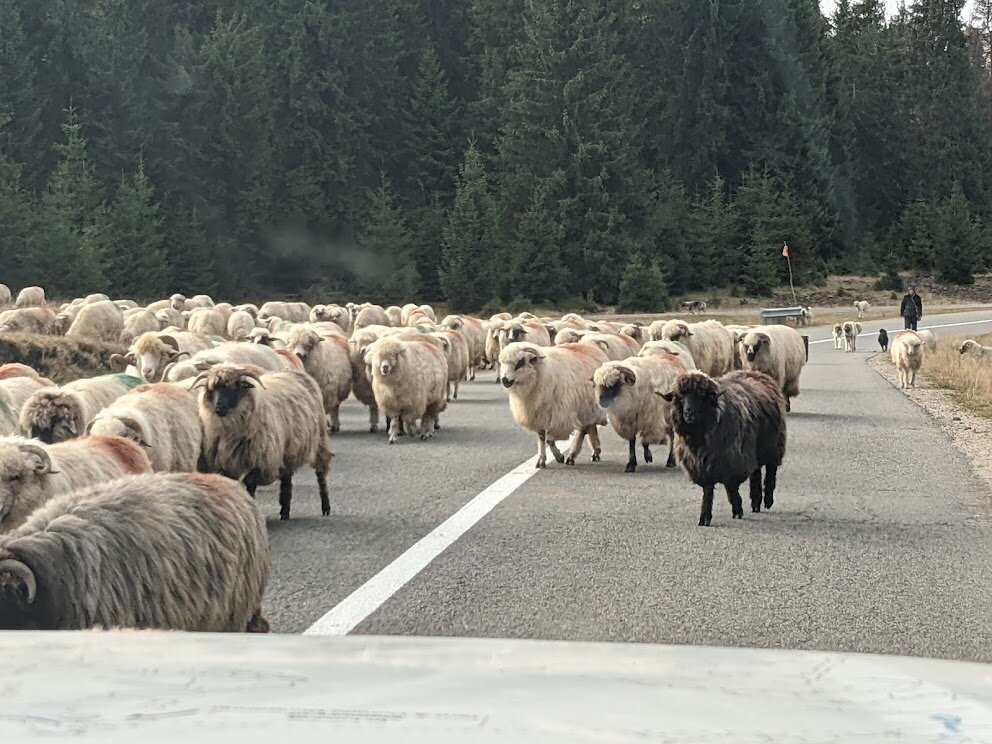 Enjoyed running into shepherds with their dogs and sheep -on roads, on hikes, in the most unexpected places.