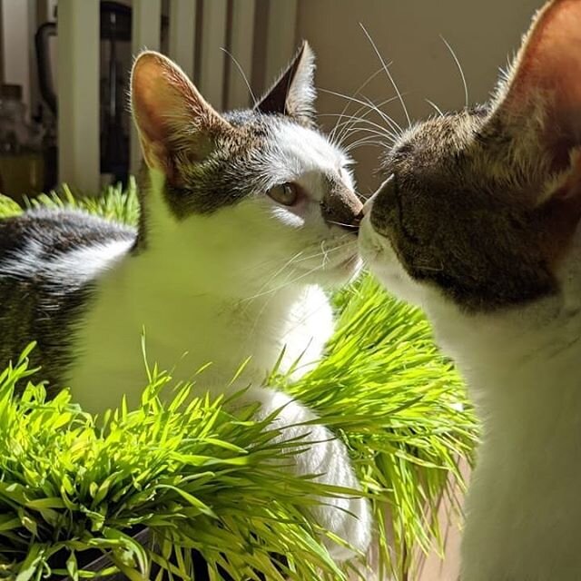 Our company kitties enjoying their wheat grass!
.
.
.
#wheatgrass #green #greens #organic #cat #cats #kitties #catstagram #microgreens #healthy #LA #kittygrass #kowalke #kowalkefamily #kowalkeorganics