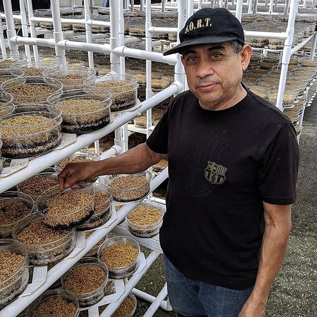 This is Eugenio! He's our master wheatgrass grower, making sure all our products are fresh and delicious!
.
.
.
#healthylifestyle #healthy #healthyfood #healthfood #yum #organic #alfalfa #sprouts #sproutedbeans #salad #salads #bellpepper #garden #gar