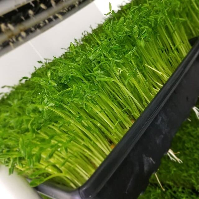 Fresh pea greens!
.
.
.
#healthylifestyle #healthy #healthyfood #healthfood #yum #organic #alfalfa #sprouts #sproutedbeans #salad #salads #bellpepper #garden #gardening #food #foodie #foodideas #kowalke #kowalkeorganics #wholefoods #gelsons #LA #cali