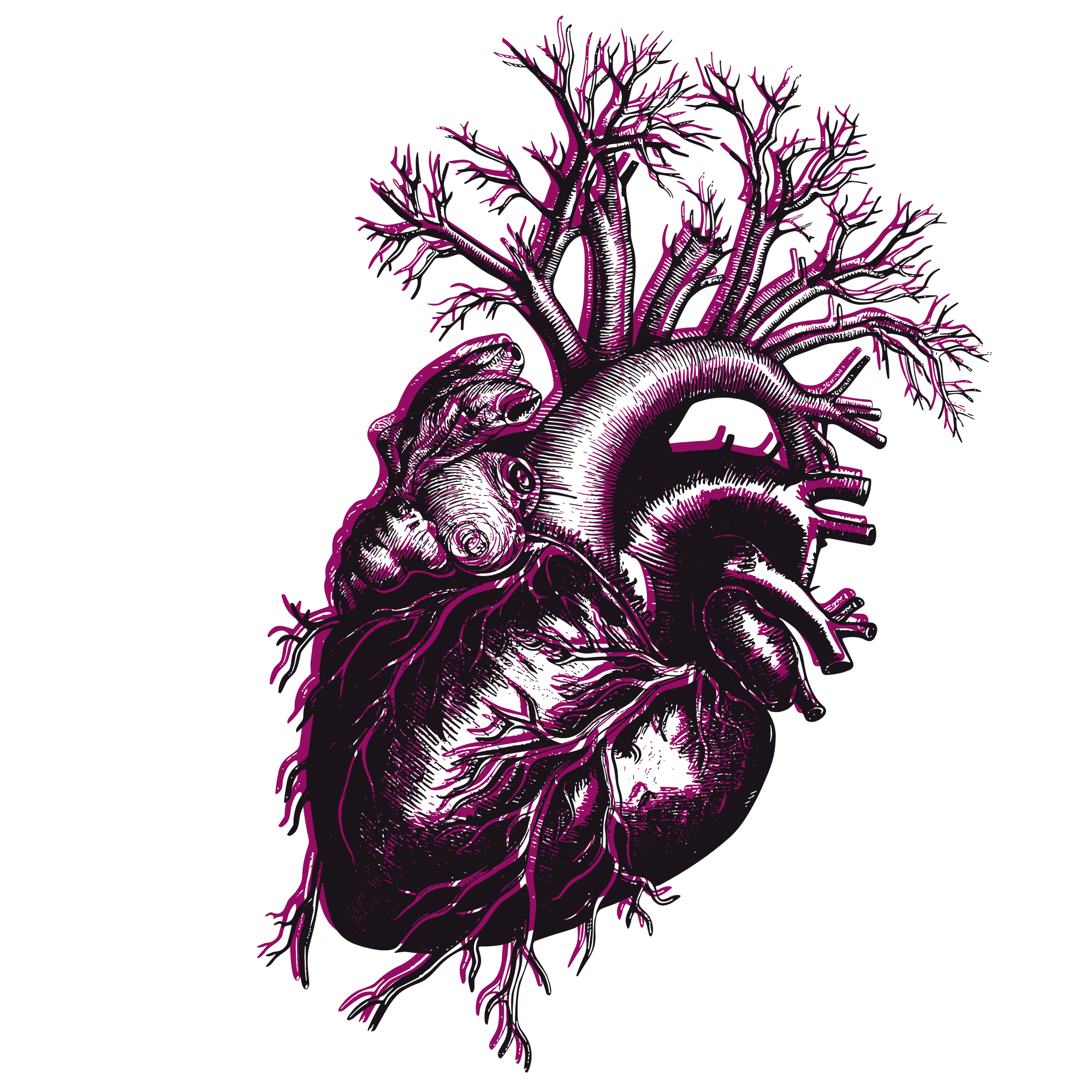 Vintage anatomical heart illustration in magenta and black