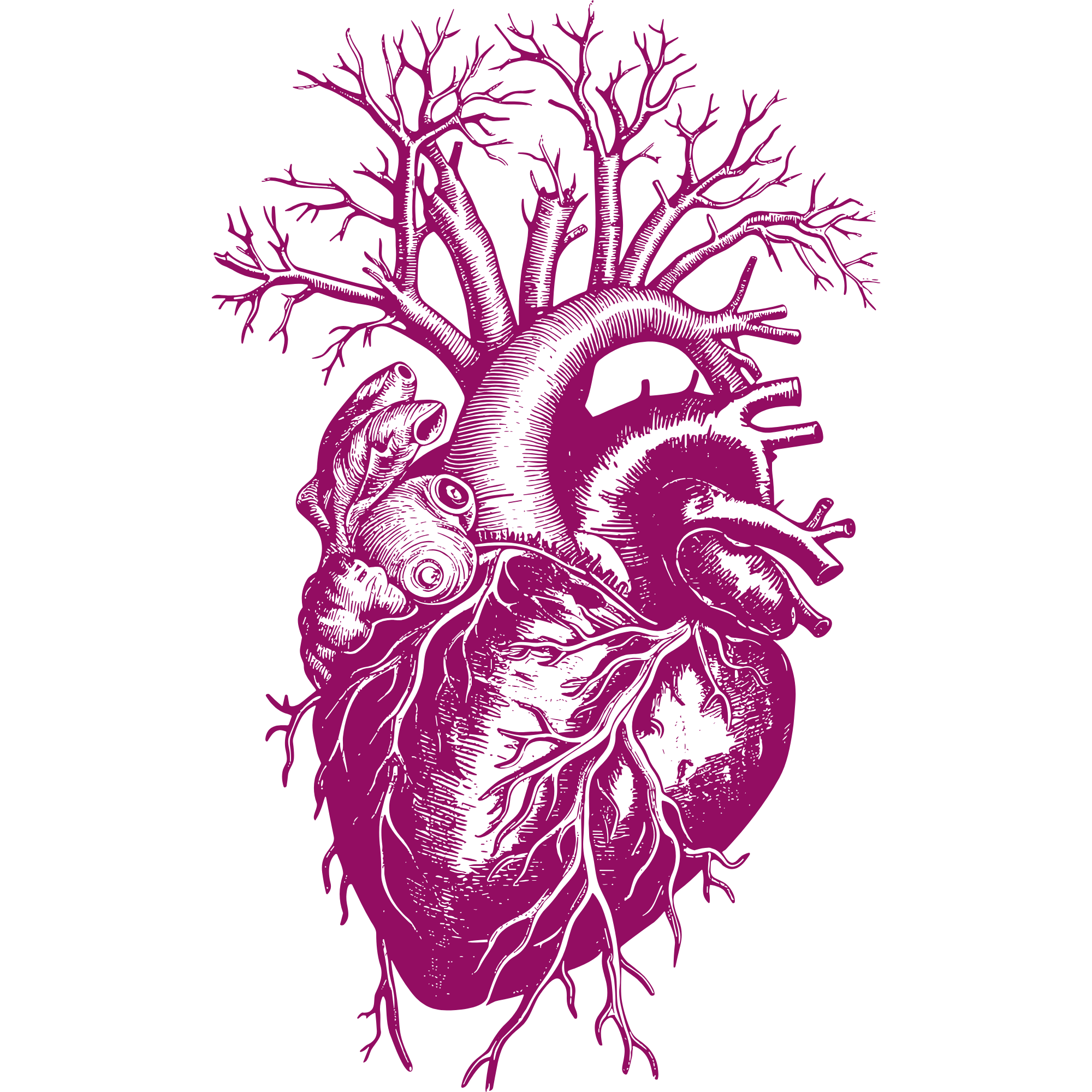 Vintage anatomical heart illustration in magenta