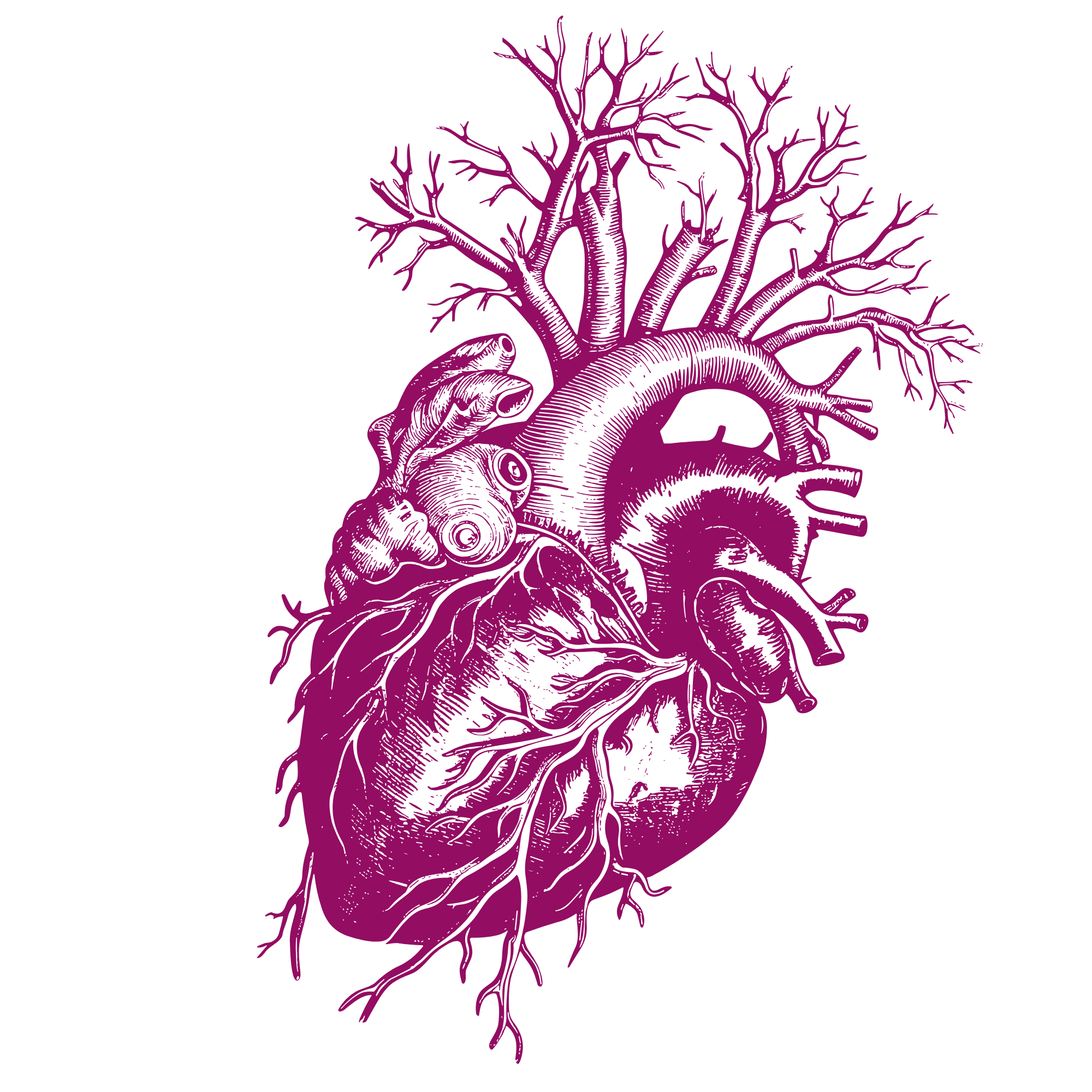Vintage anatomical heart illustration in magenta