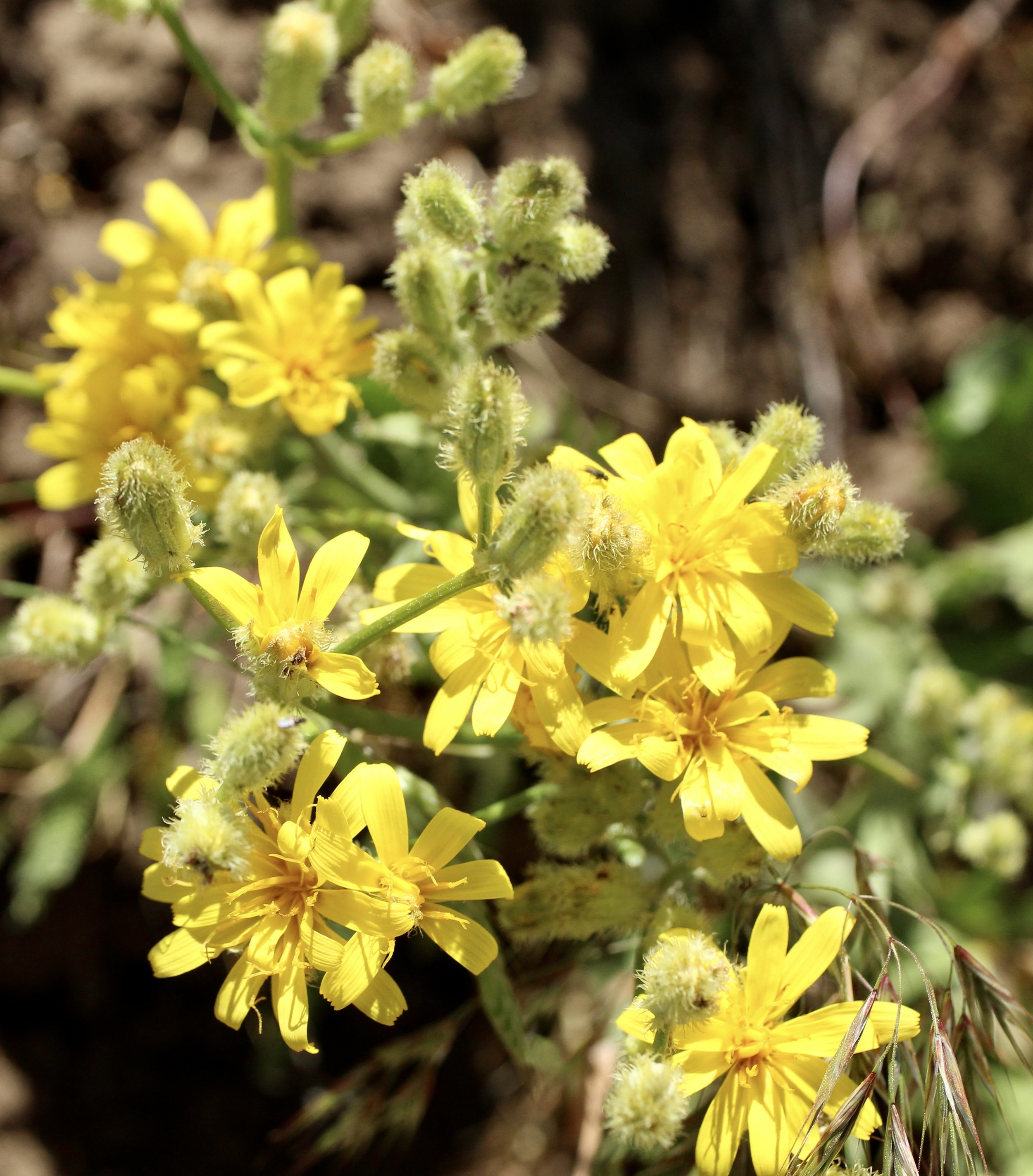 Bearded Hawksbeard  //  Crepis barbigera
--  McCall Point Trail 6/12/2024