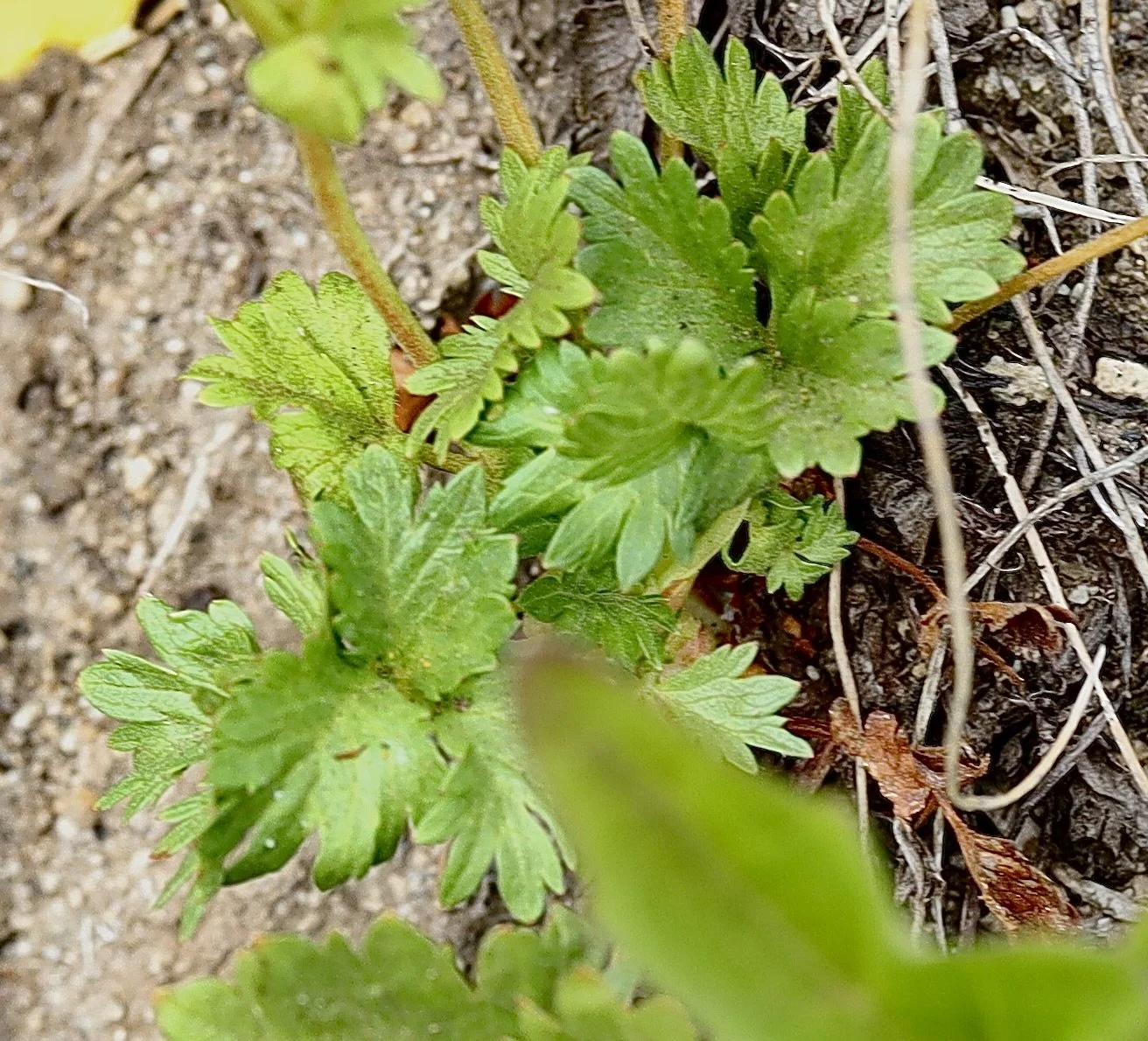 Leaves of the Fan-Leaf Cinquefoil. Bird Creek Meadows, August 12, 2026.