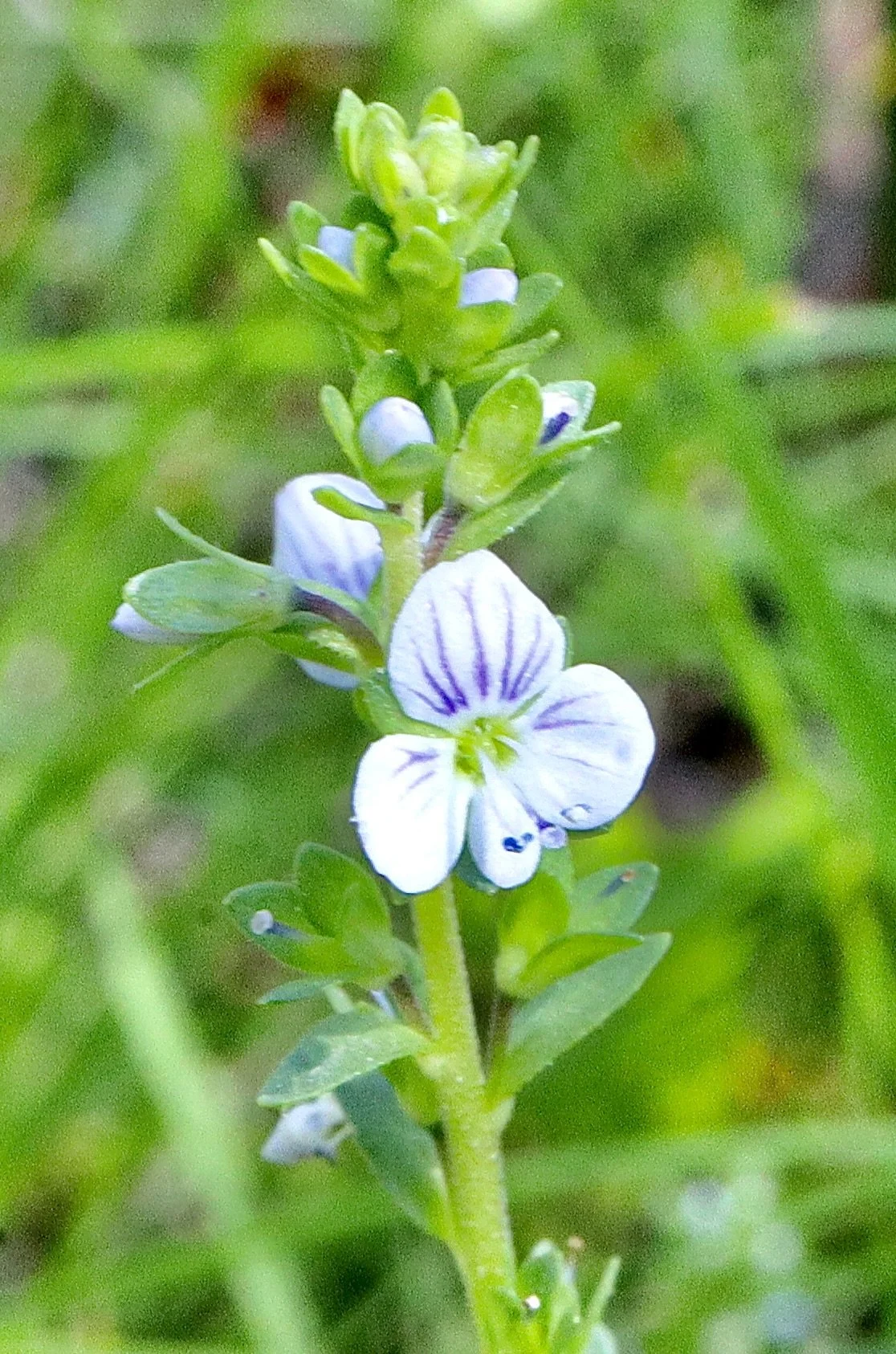 thyme-leaved speedwell 3.JPG