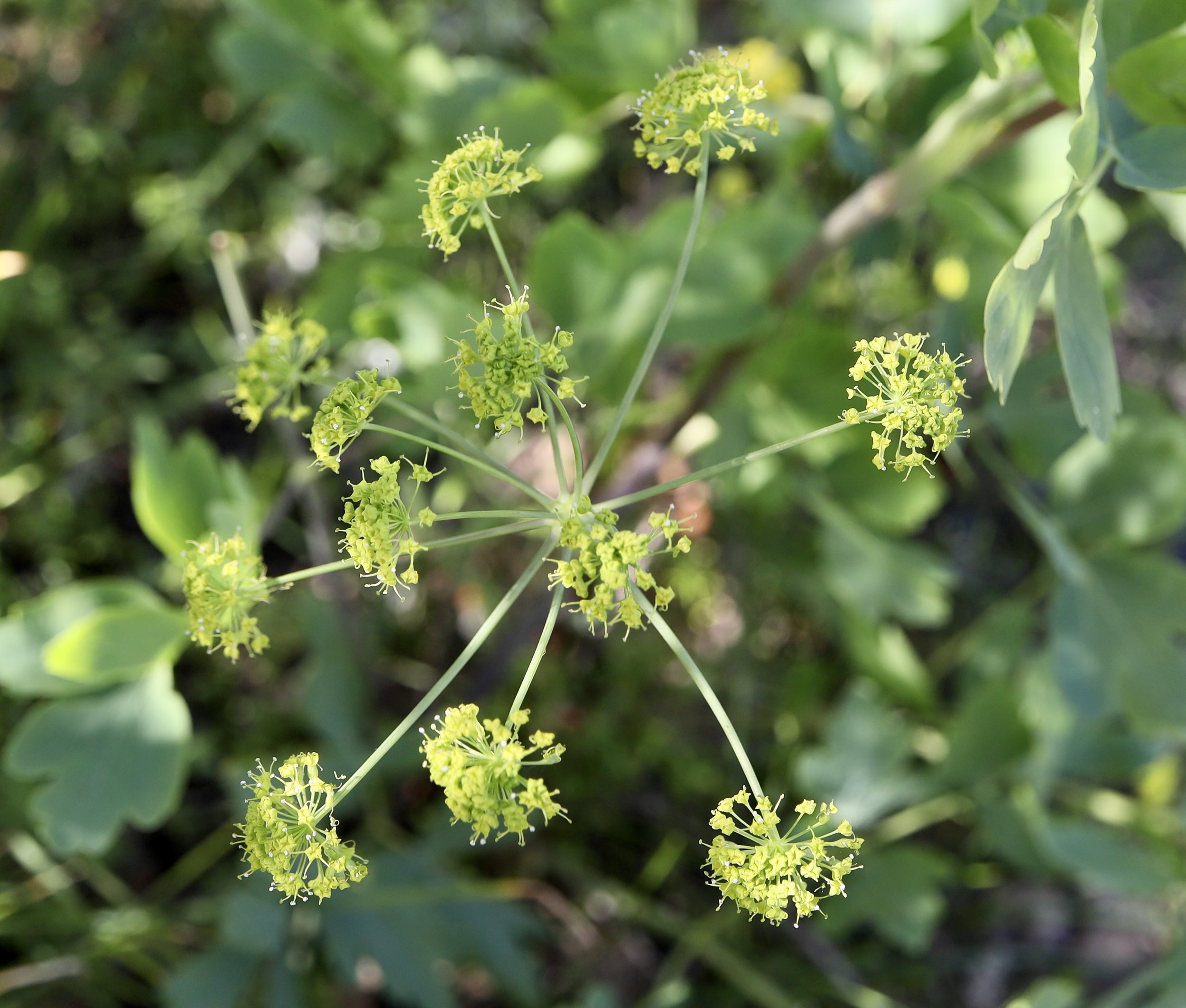 California Lomatium  //  Lomatium californicum  --  Upper Table Rock 4/12/2025