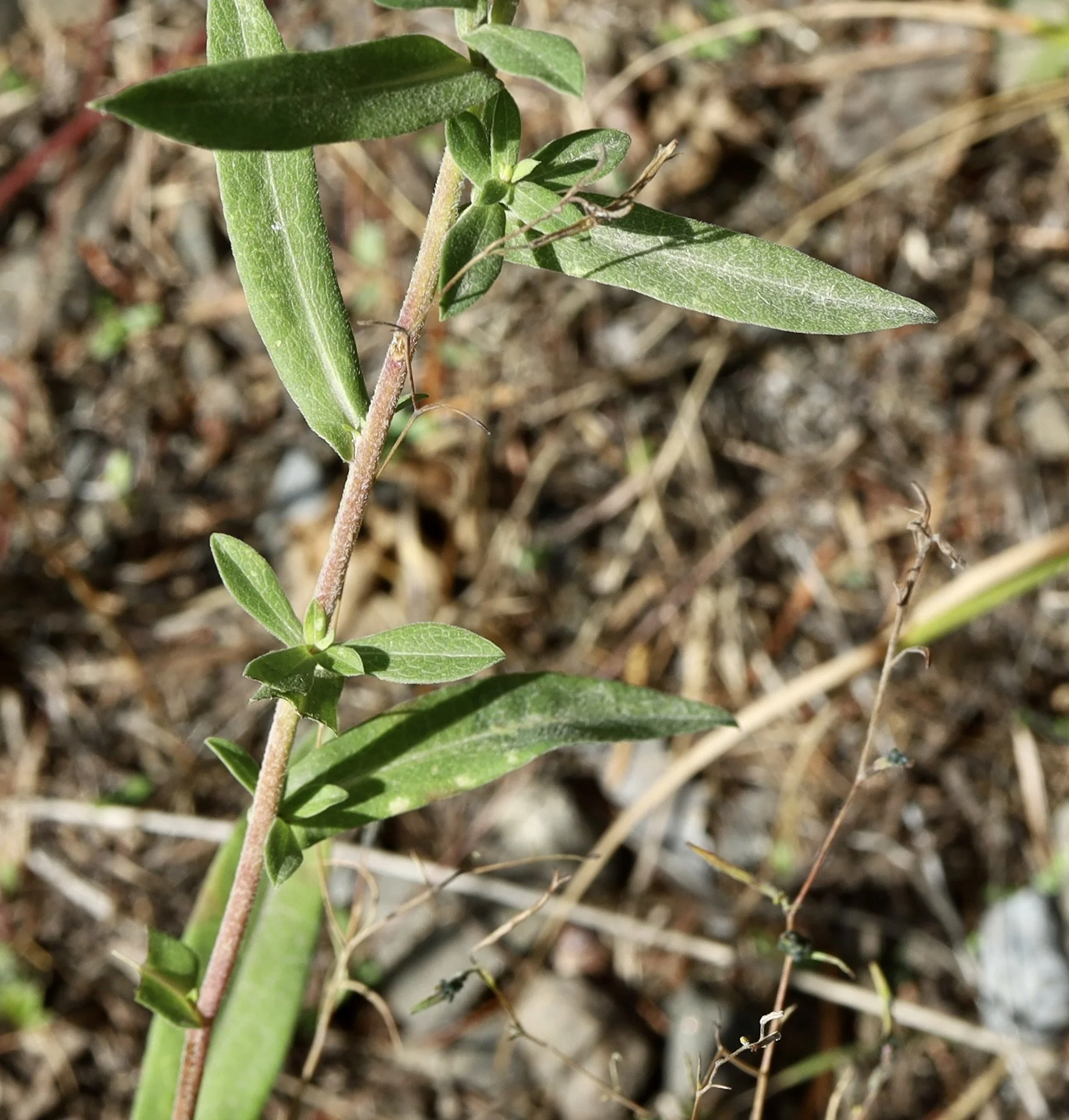 Stem leaves of Western Mountain Aster, Gibson Prairie trail, September 17, 2026