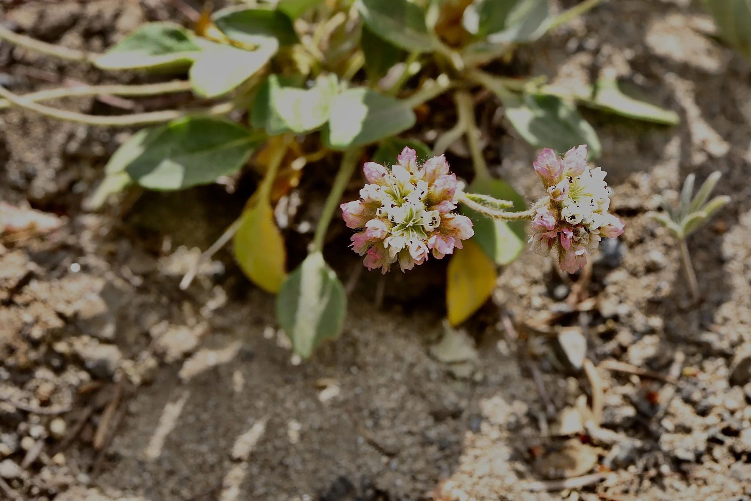 Alpine Buckwheat  //  Eriogonum pyrolifolium
Bird Creek Meadows  8/12/2026