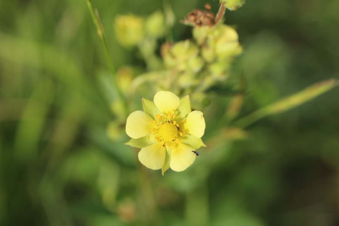 Biennial Cinquefoil  //  Potentilla biennis
Zumwalt Priaire 5/26/20223