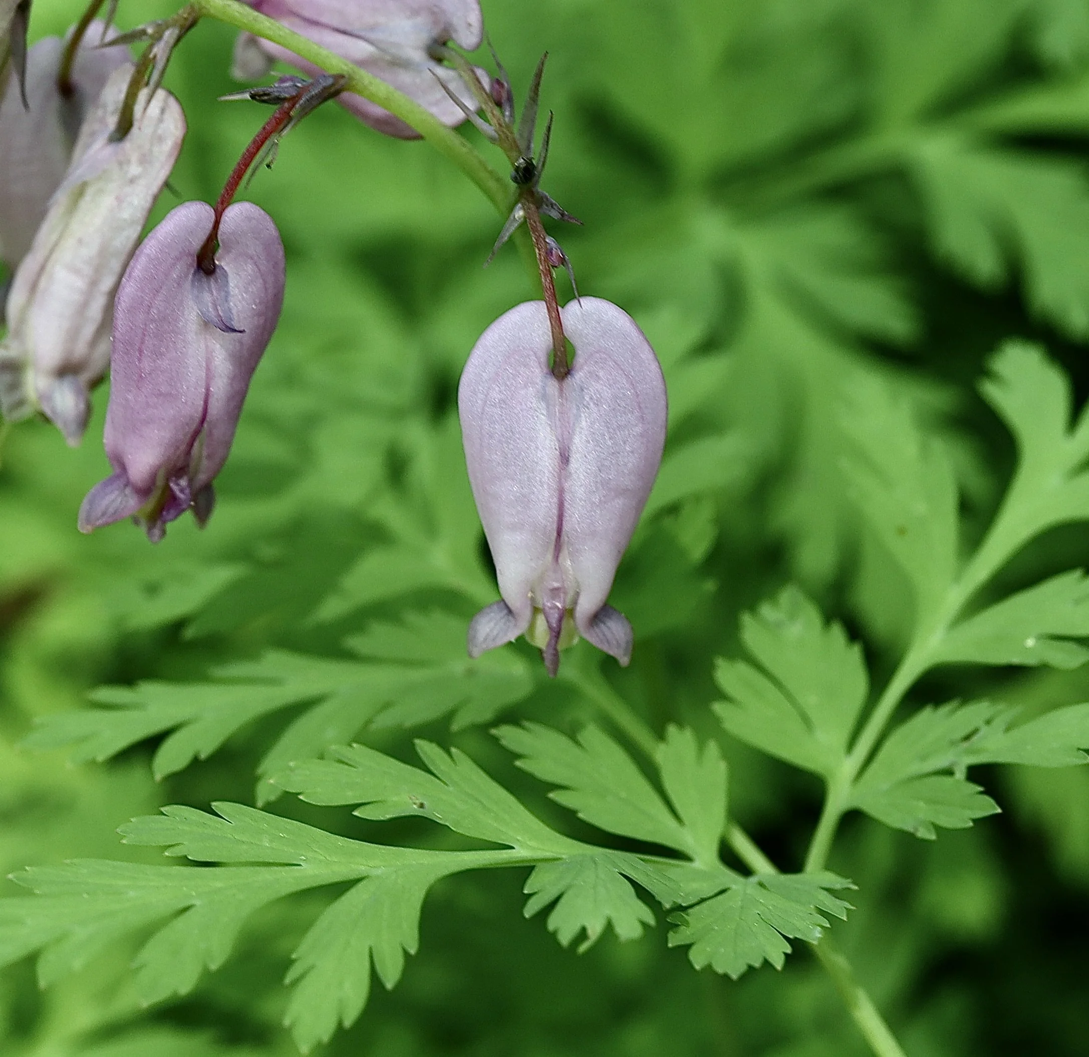 bleeding heart with leaves.JPG