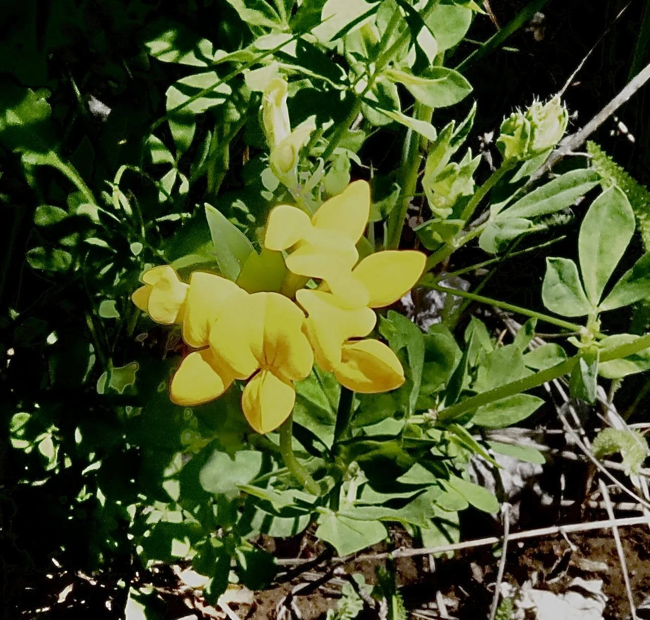 Conboy National Wildlife Refuge, June 11, 2026.