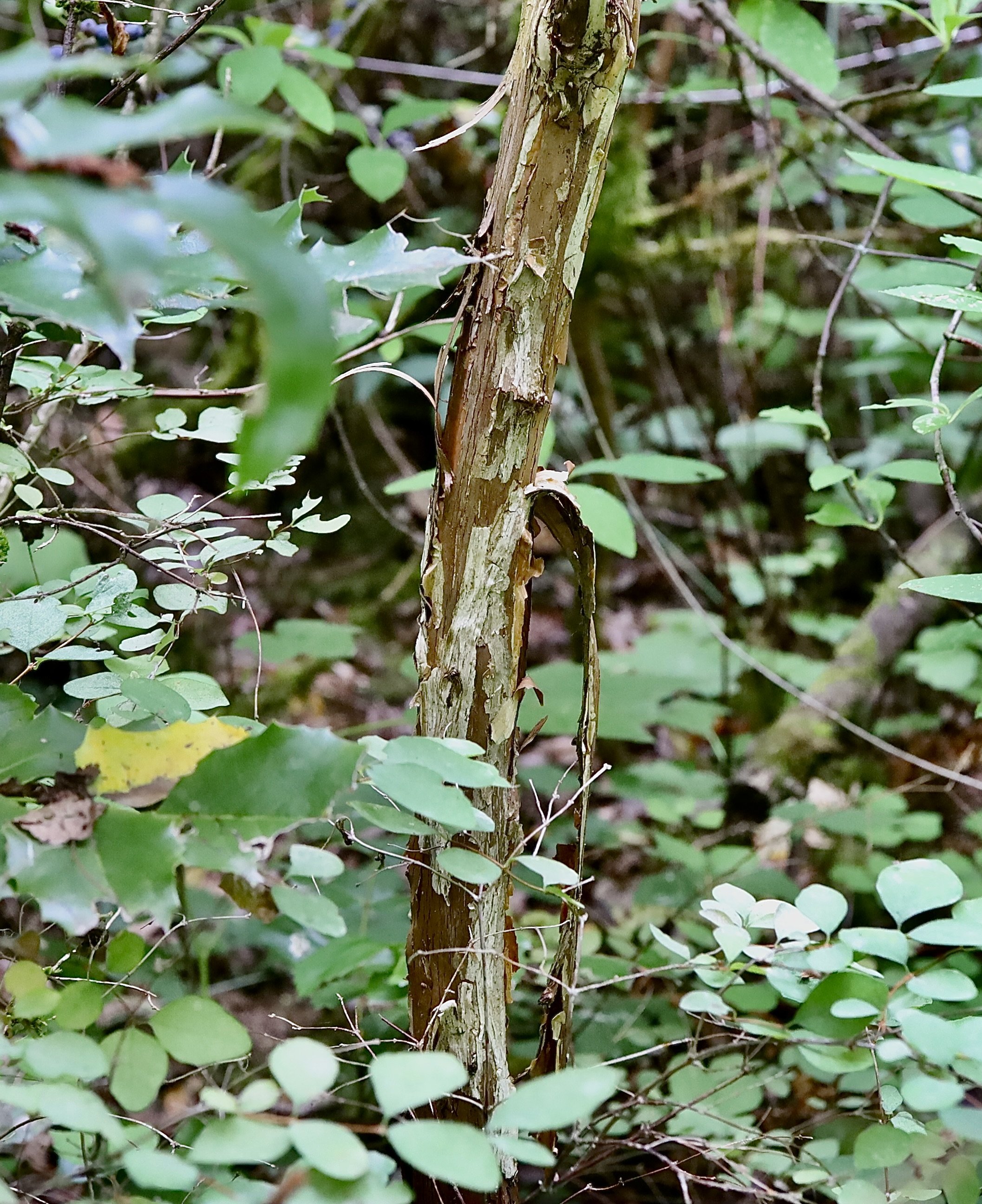 Bark peeling from trunk of small tree, Camassia Nature Preserve, July 1, 2026