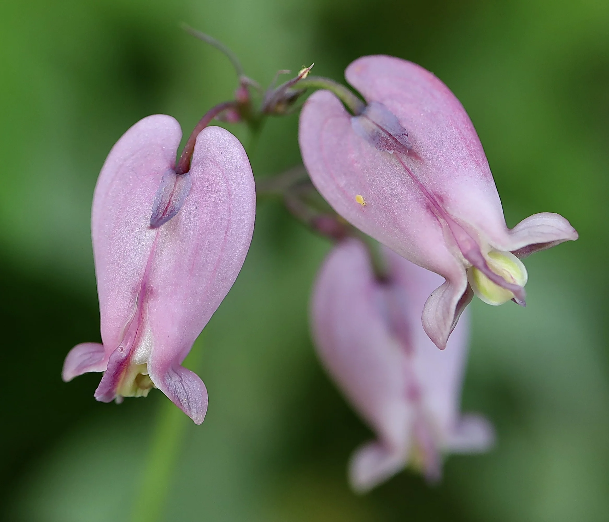 bleeding hearts.JPG