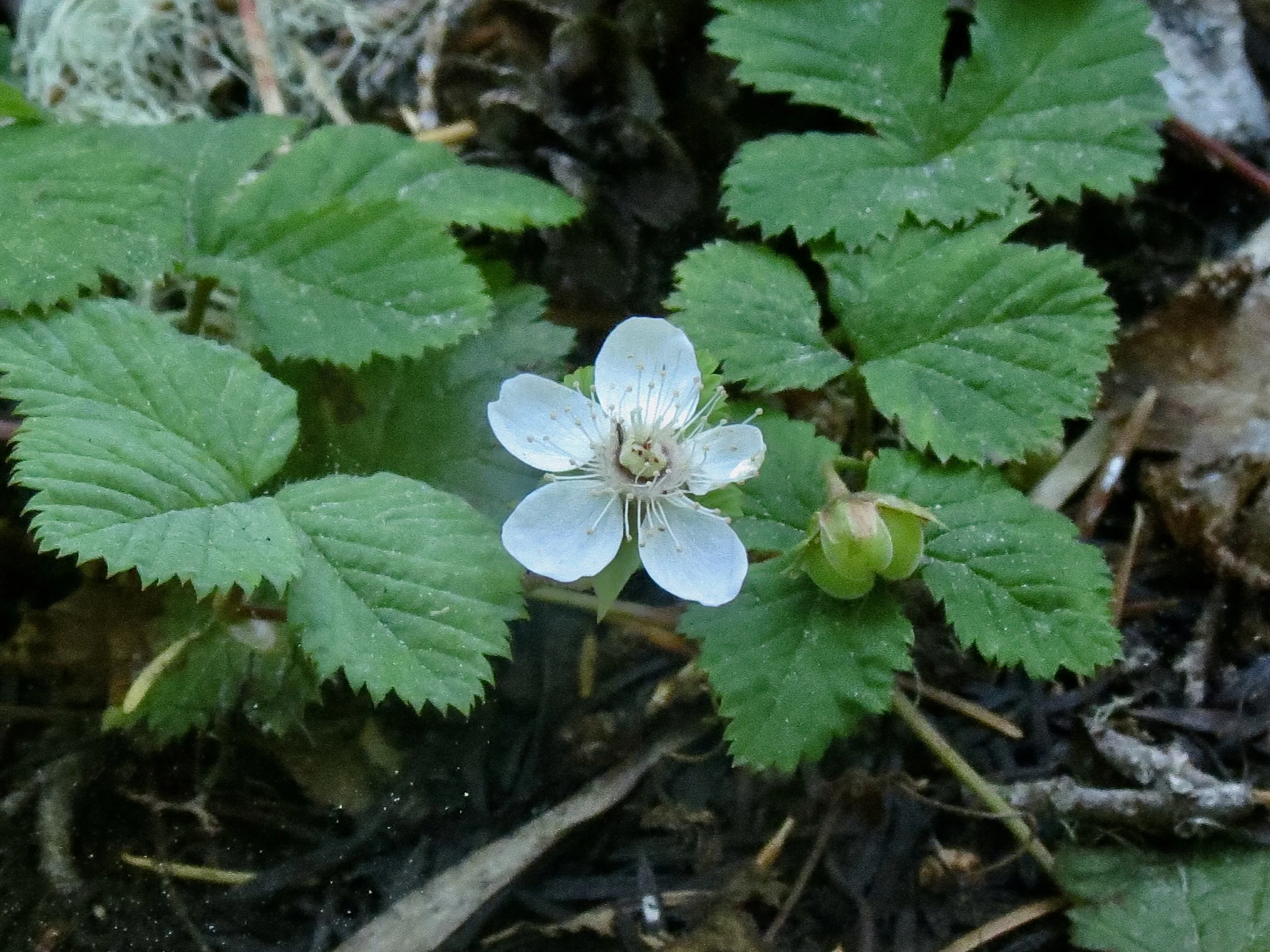 Dwarf Bramble  //  Rubus lasiococus  --  Placid Lake Trail 6/17/26