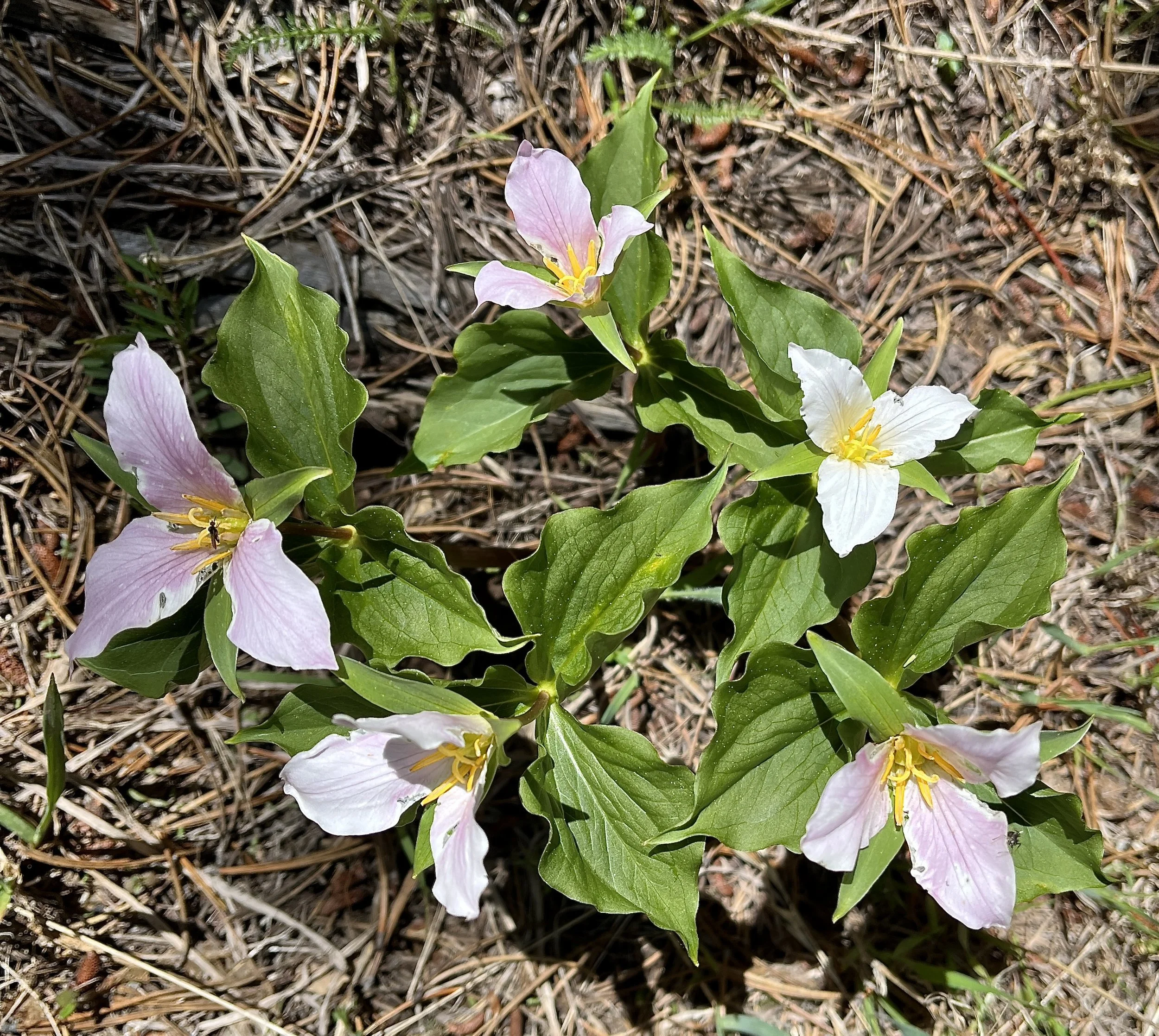 group of trillium.JPG