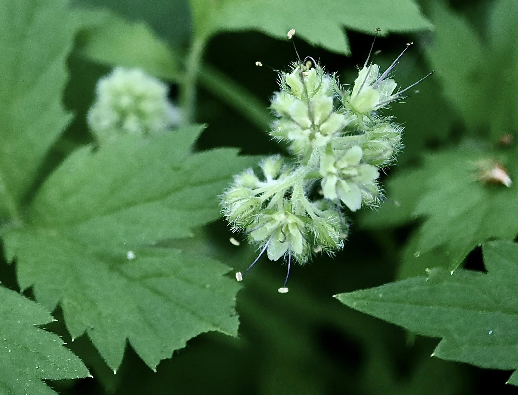 Pacific Waterleaf  //  Hydrophyllum tenuipes  Camassia Nature Preserve  6/6/2025