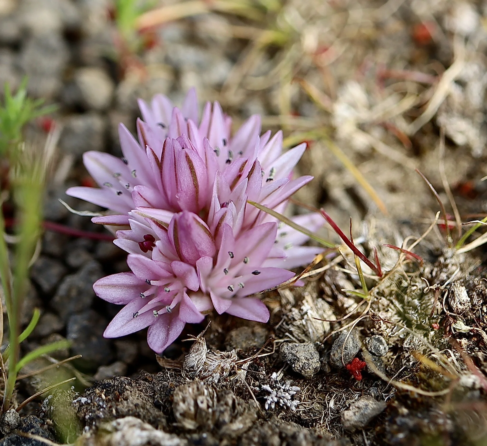 Click on this photo to return to the Red/Pink Wildflowers page